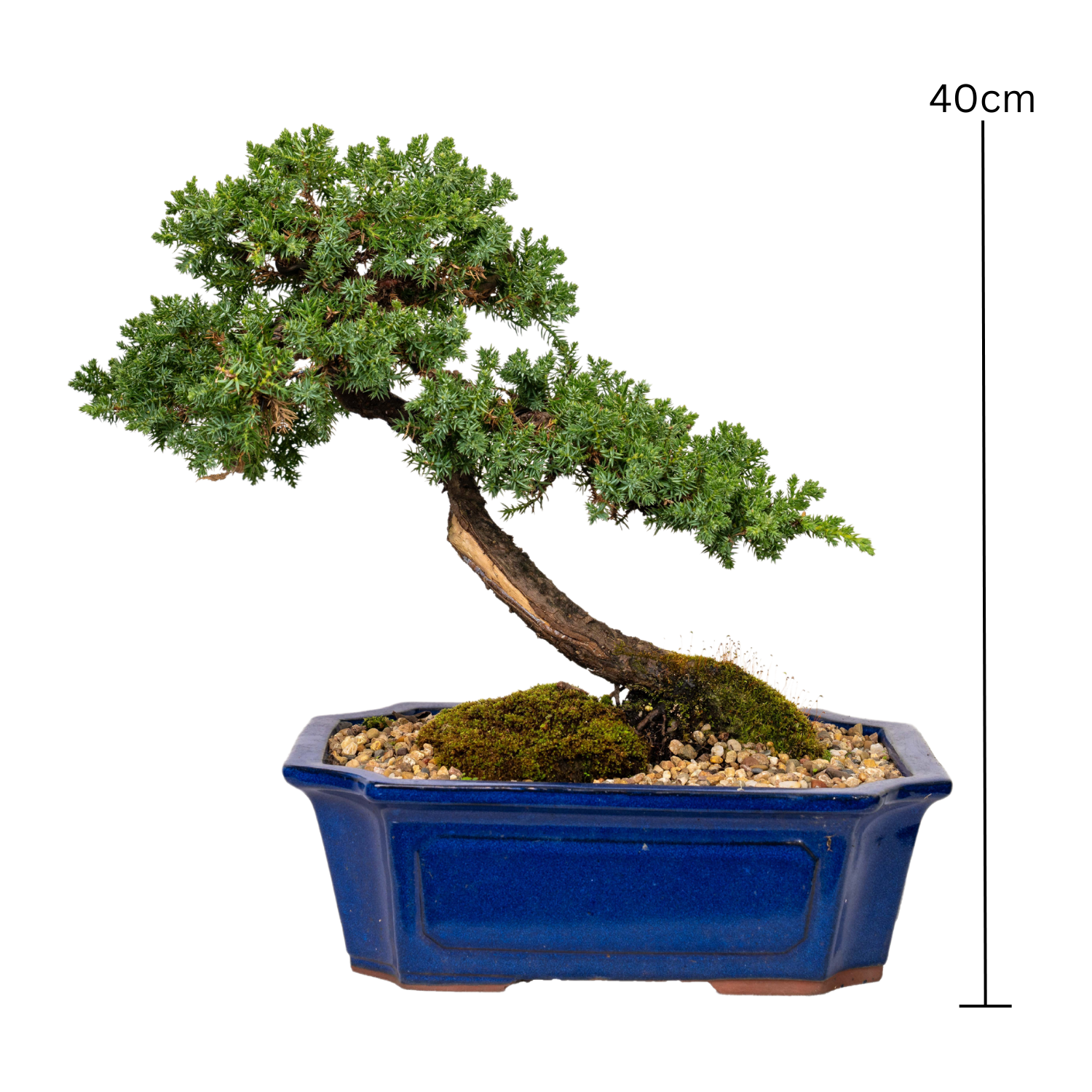 Juniper Bonsai (1998)