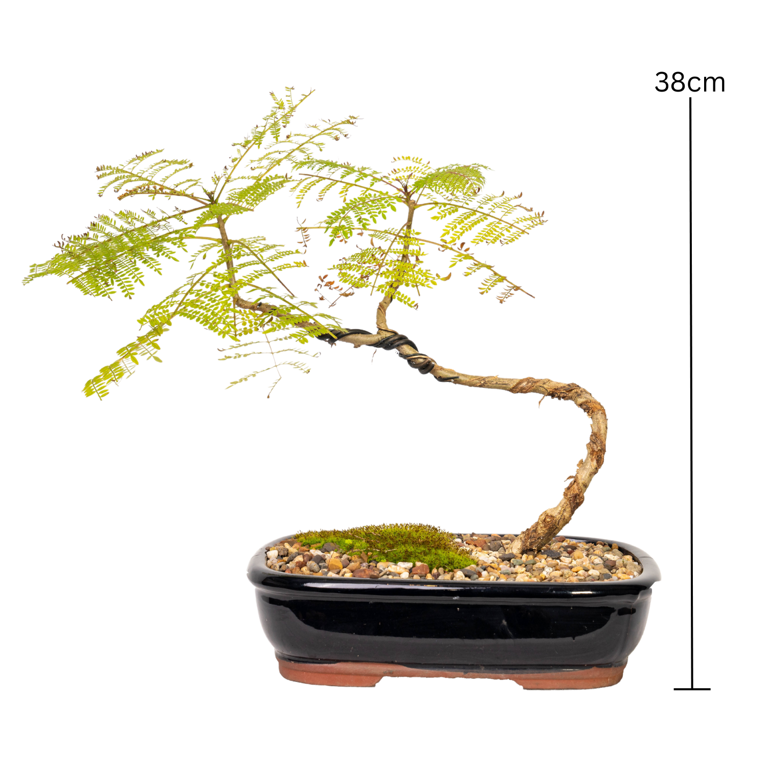 Jacaranda Bonsai (2012)