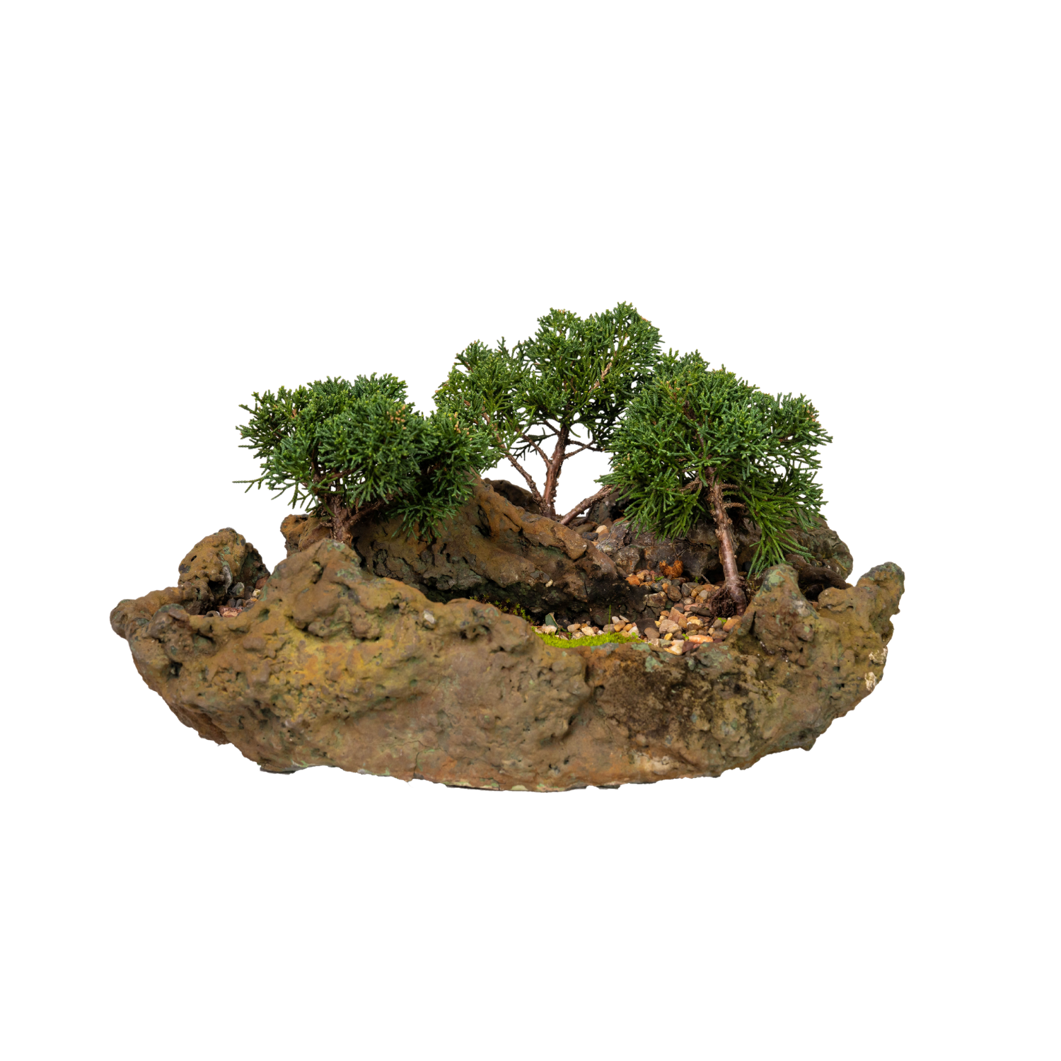Shimpaku Juniper Bonsai (2016)