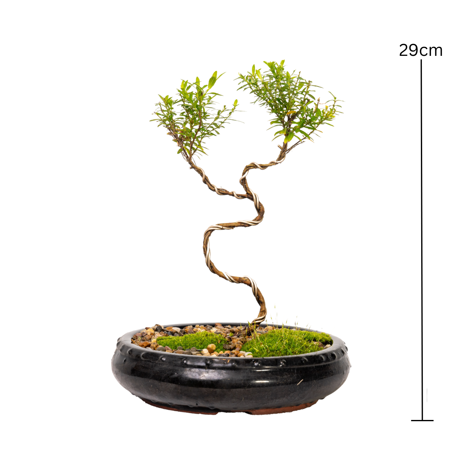 Cuphea Bonsai (2020)