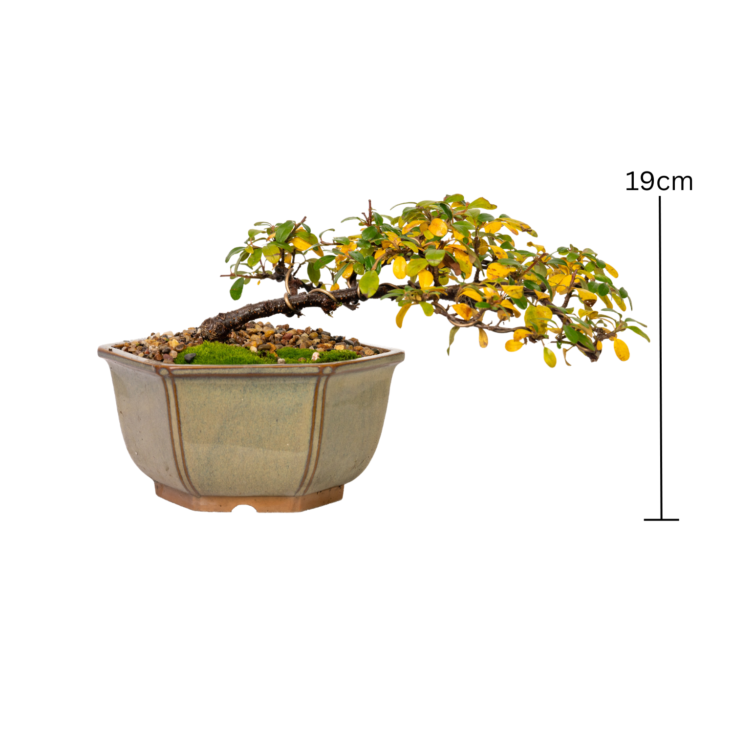 Cotoneaster Bonsai (2013)