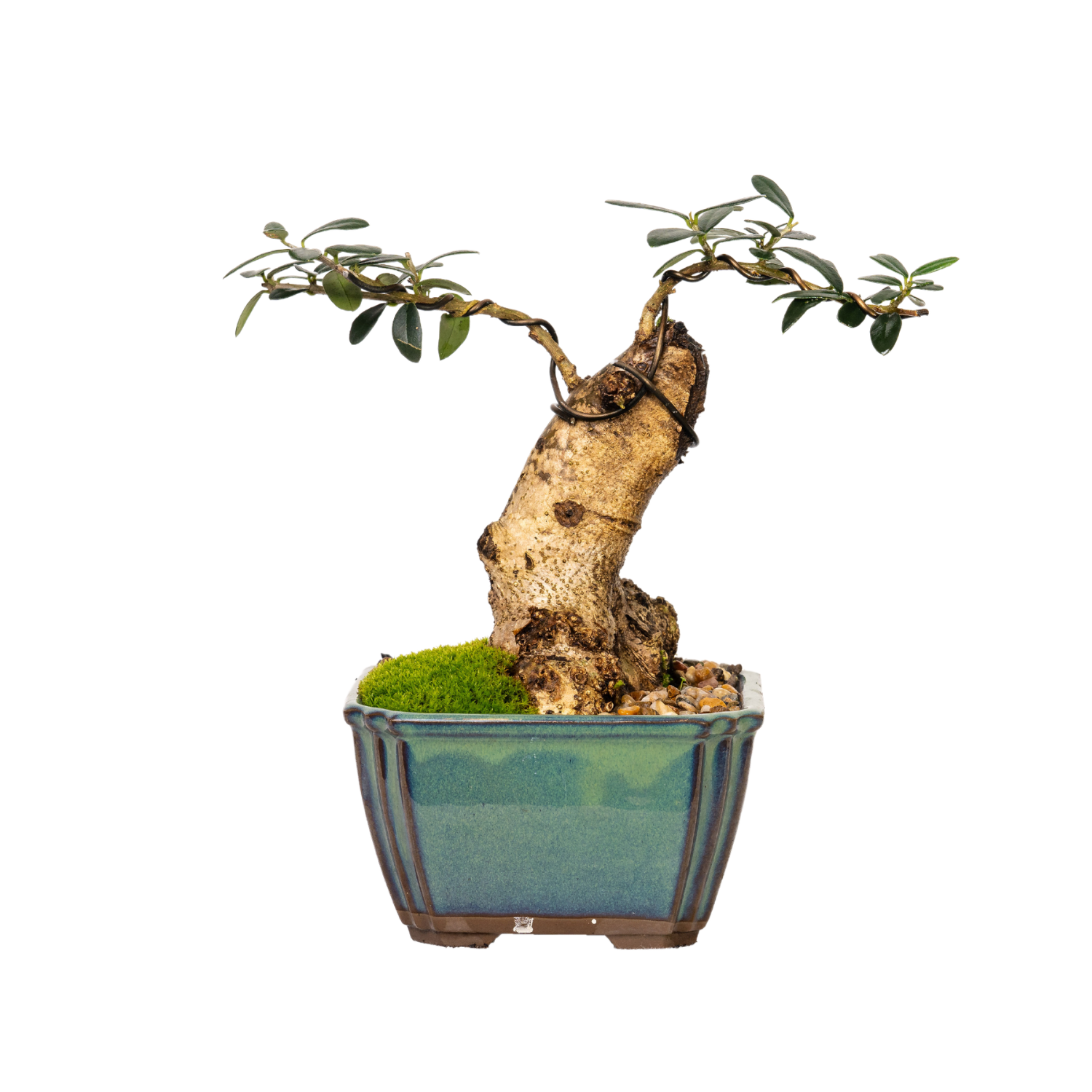 Asian Olive Bonsai (1994)