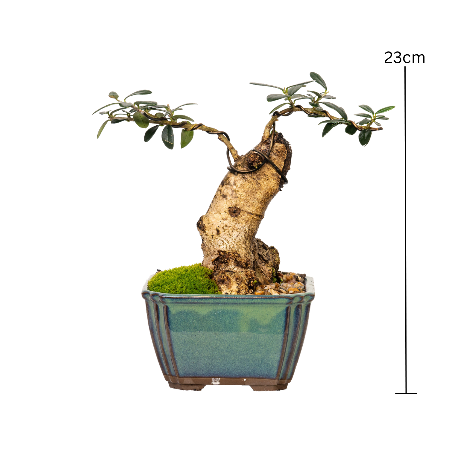 Asian Olive Bonsai (1994)