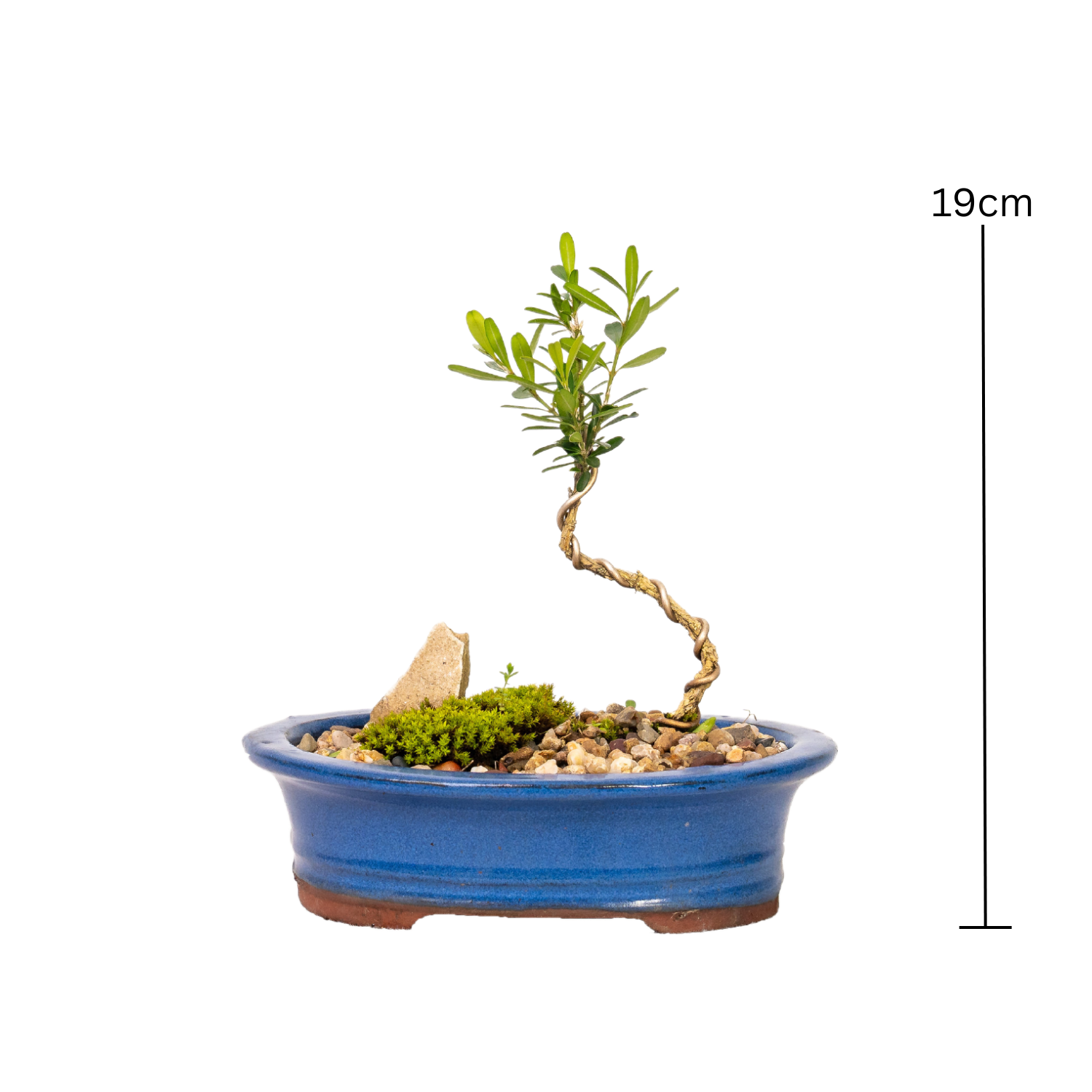 Korean Buxus Bonsai (2020)