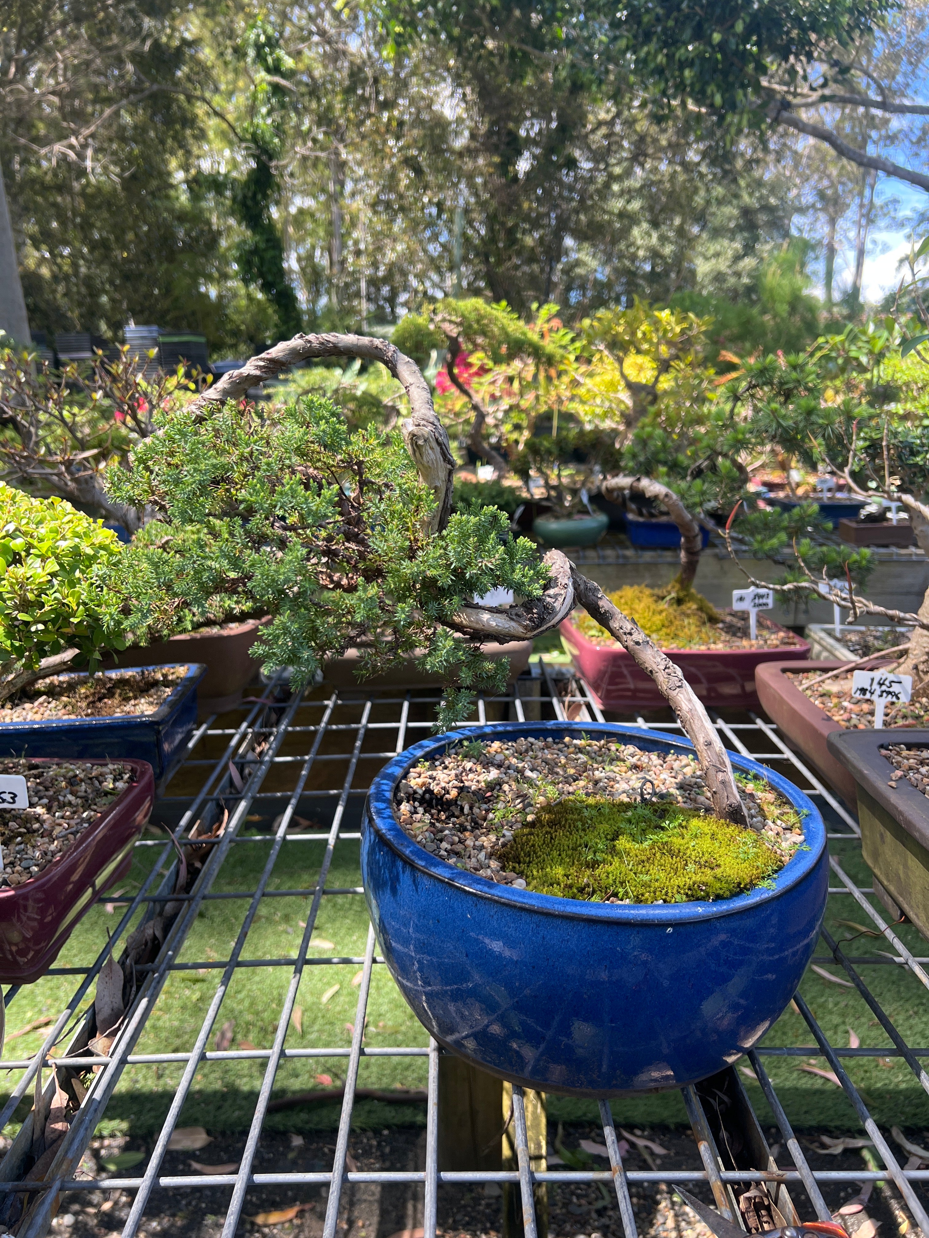 Juniper Bonsai (1996)