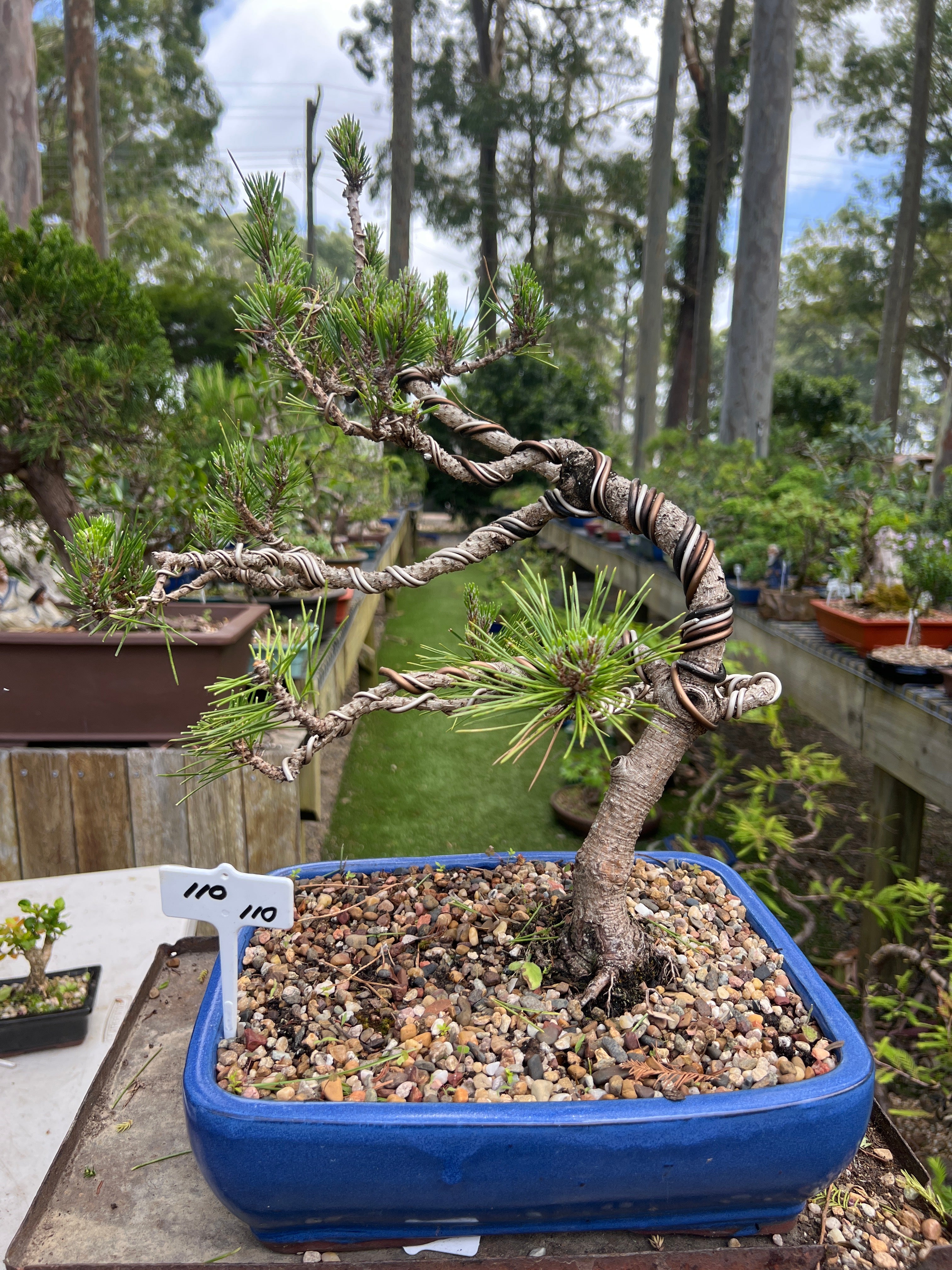 Japanese Pine Bonsai (2006)