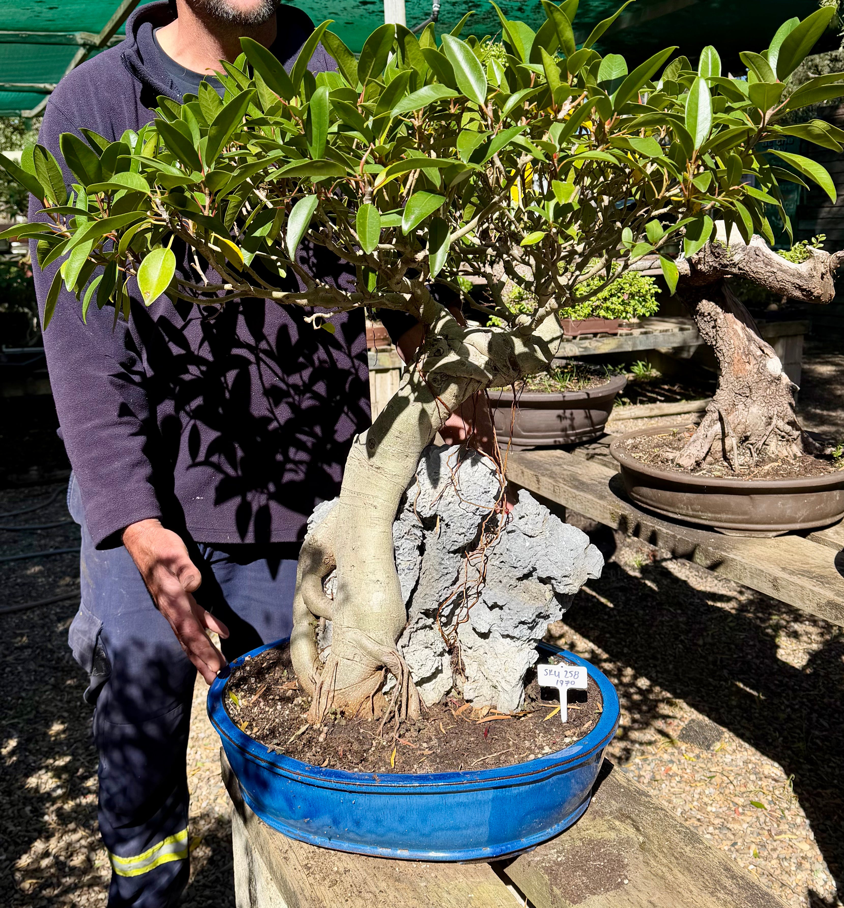 Port Jackson Fig Bonsai (1970)