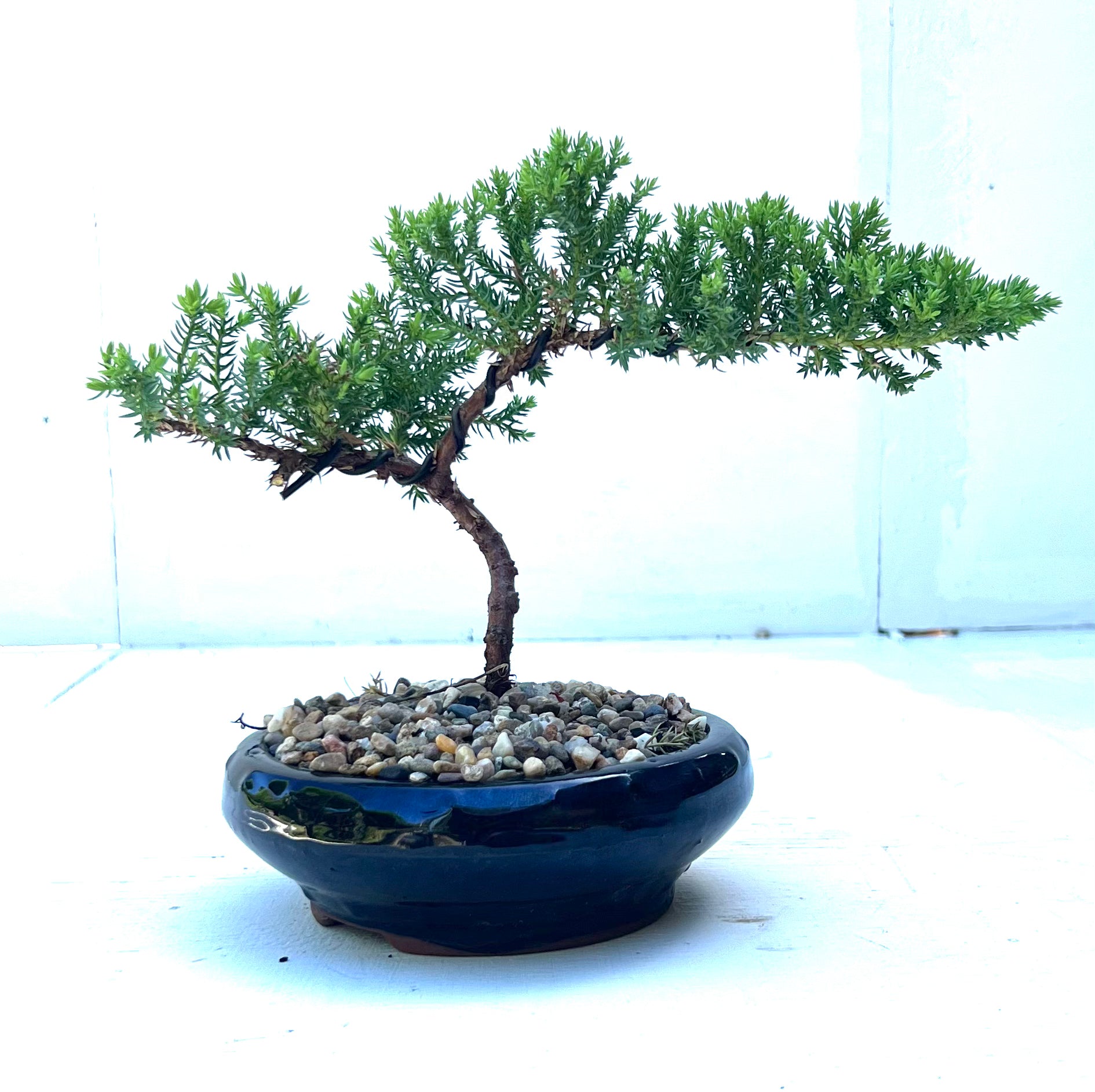 Juniper Bonsai (2018)