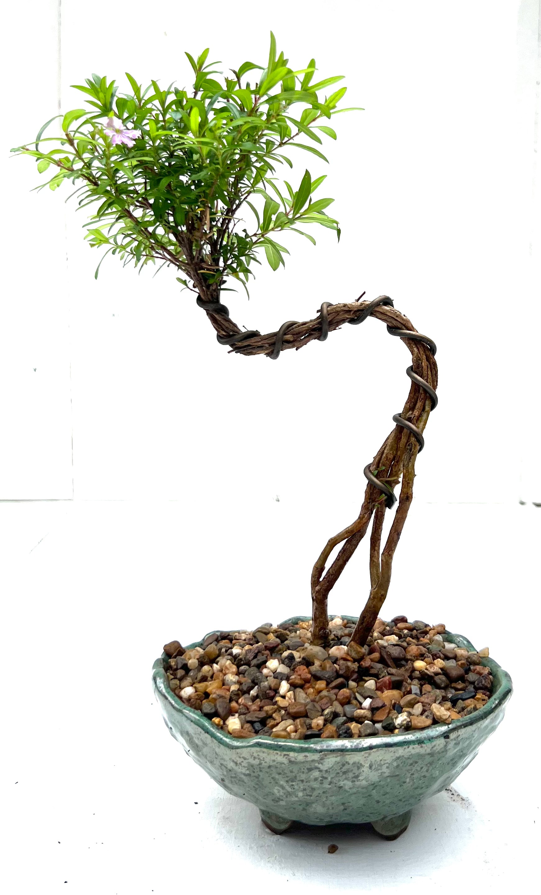 Cuphea Bonsai (2018) – Bonsai at The Bay