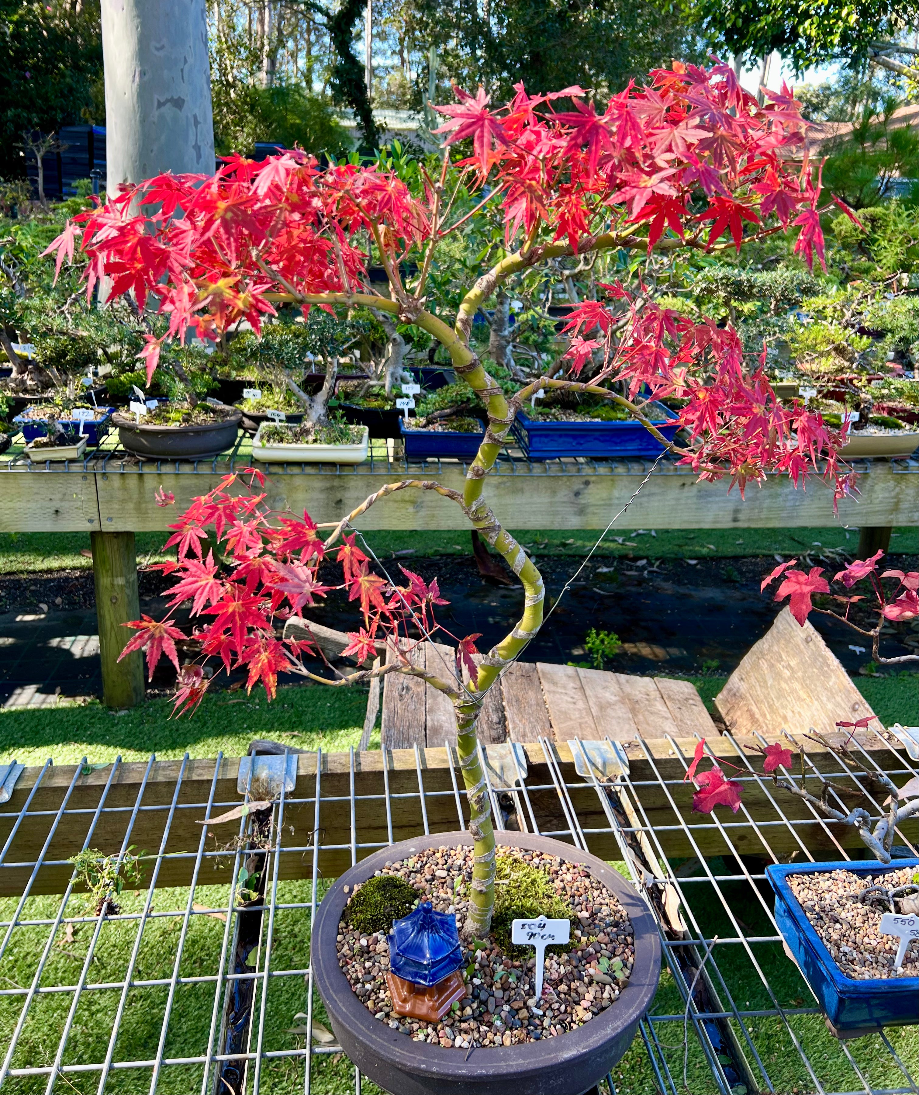 japanese red maple bonsai tree Japanese Maple Bonsai (1999) – Bonsai at The Bay