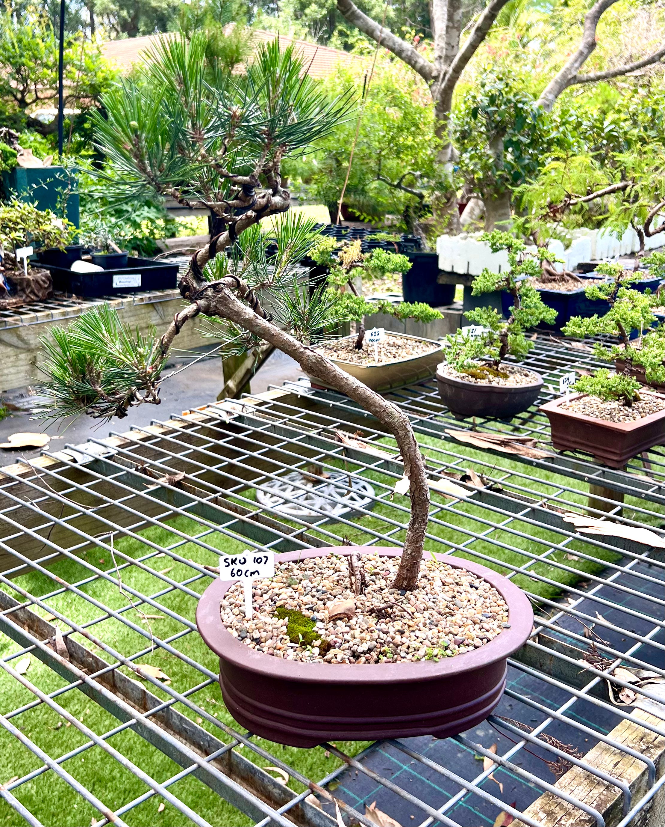 Japanese Pine Bonsai (2001)