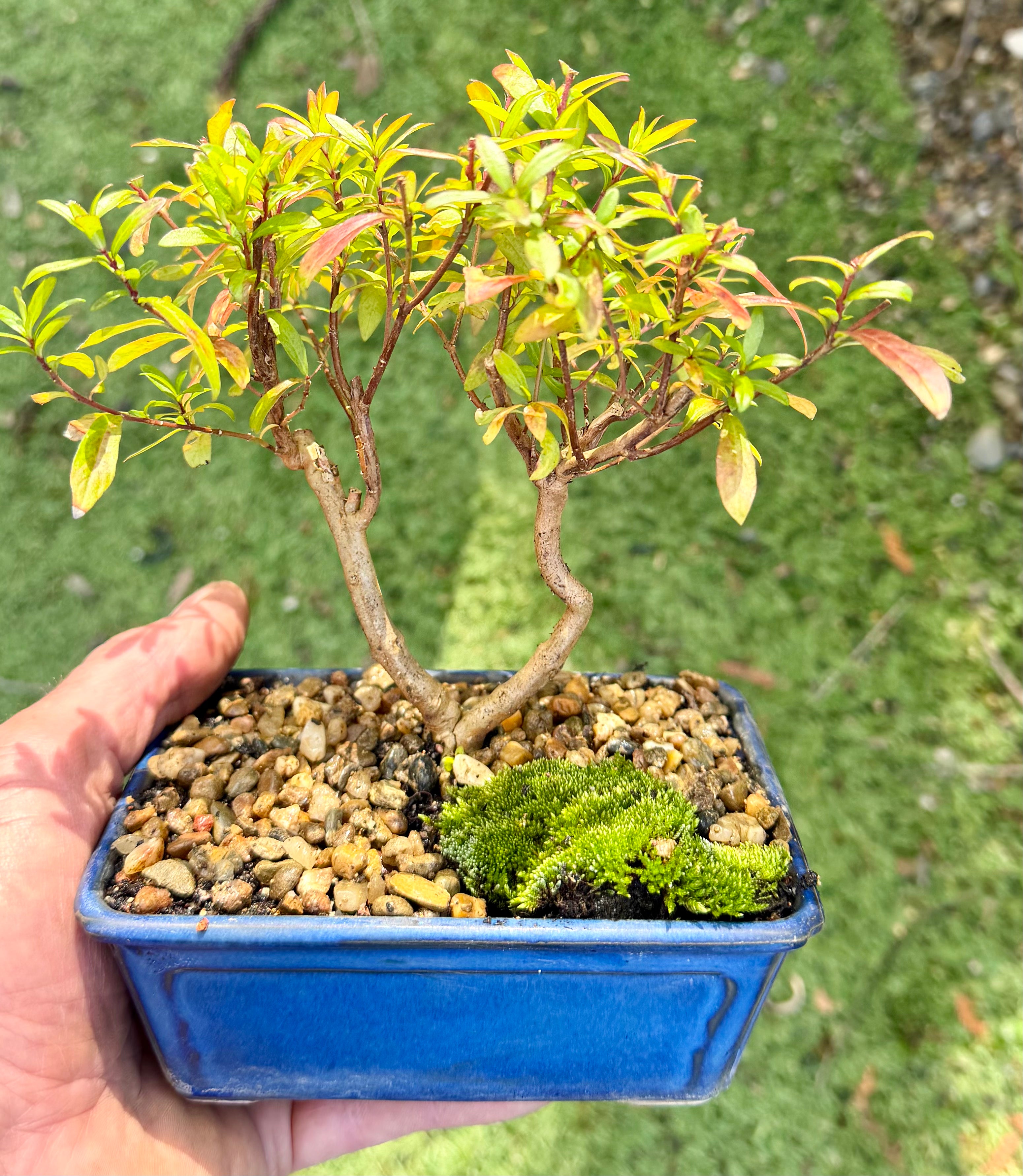 Cuphea Bonsai (2019)