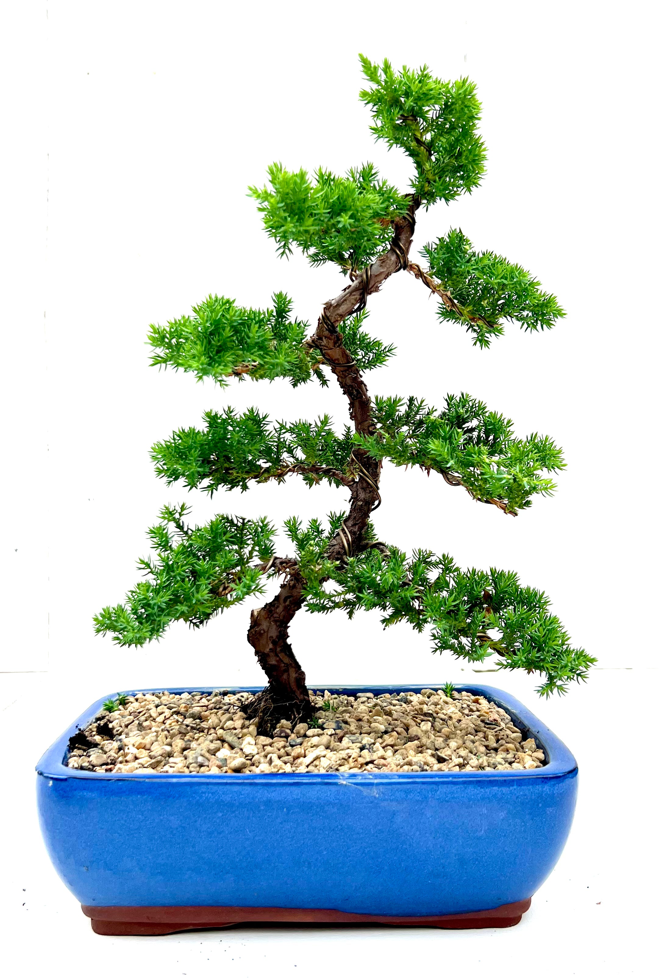 Juniper Bonsai (2009)