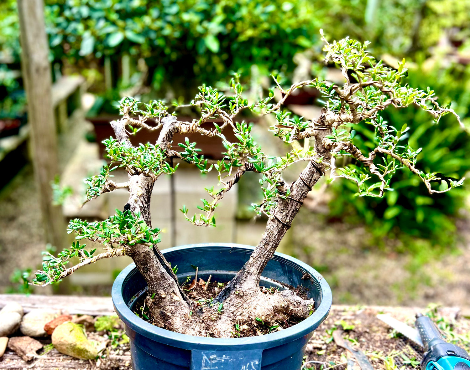 Olive Bonsai (stock)