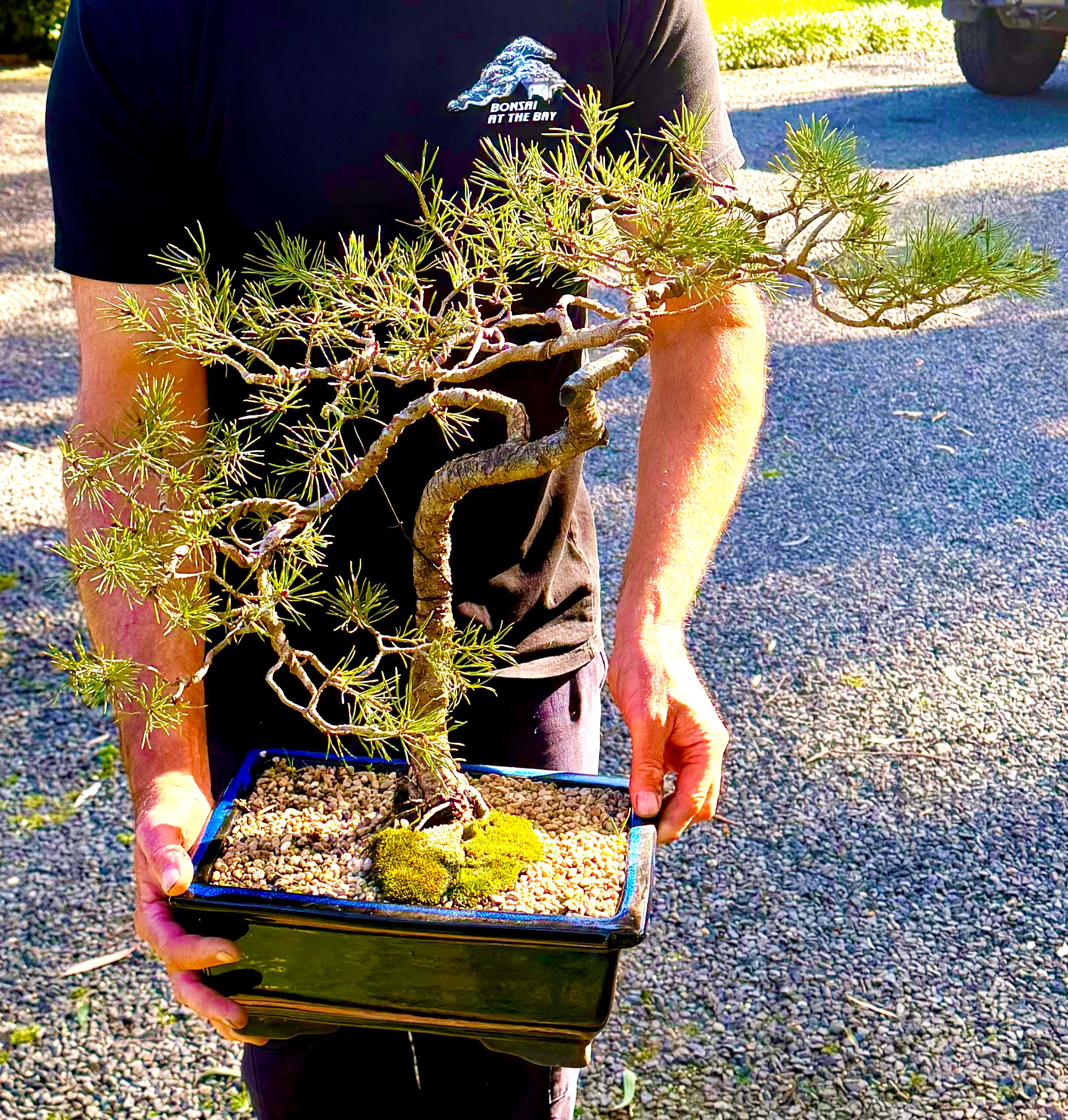 Scots Pine Bonsai (1999)