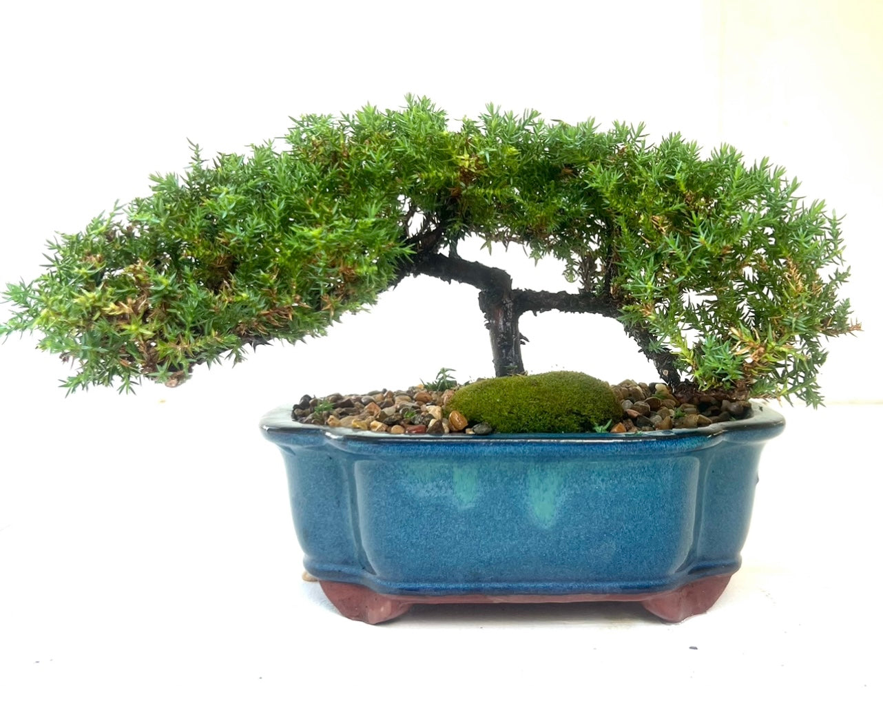 Juniper Bonsai (2014)