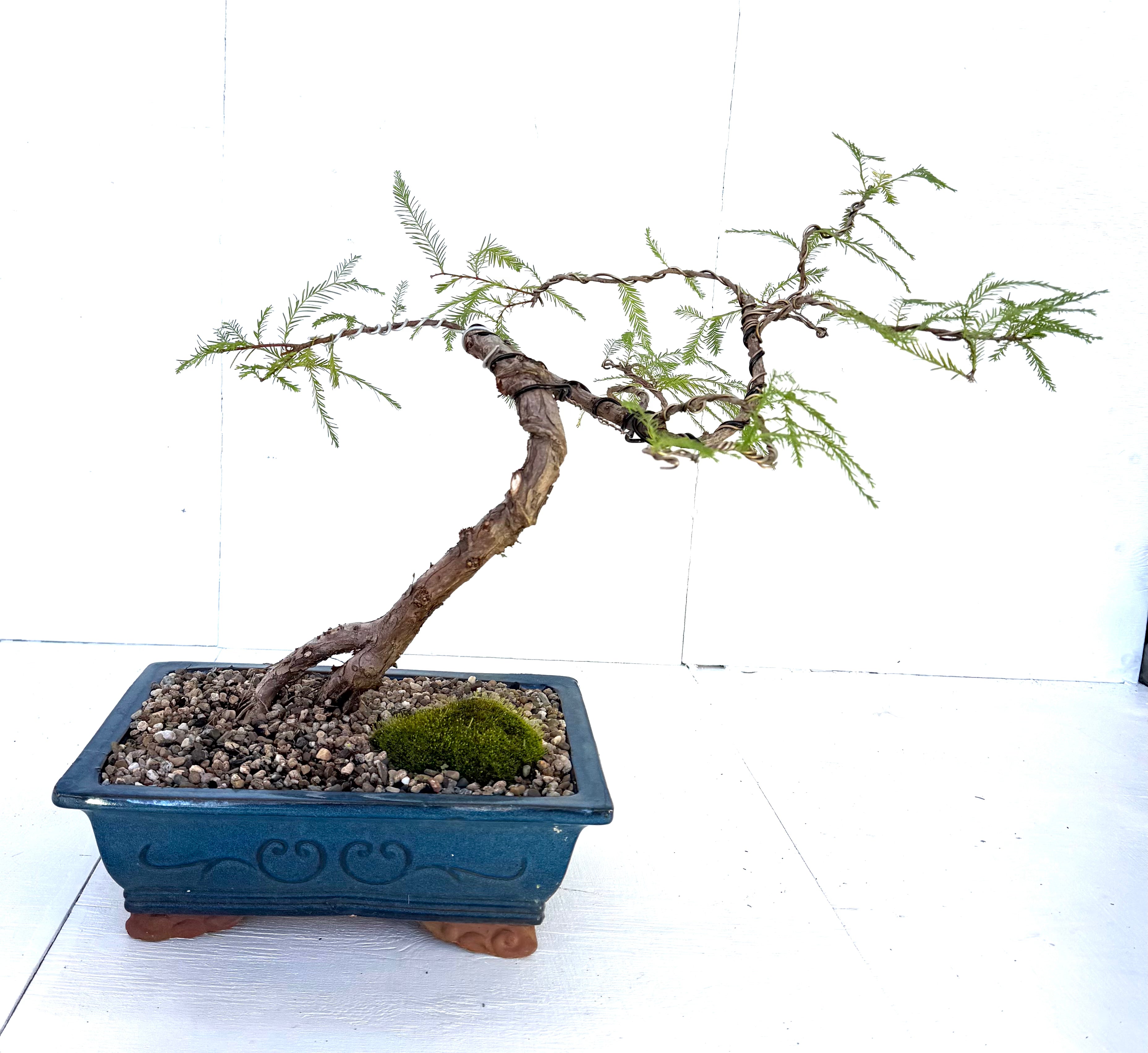 Swamp Cypress Bonsai (2004)