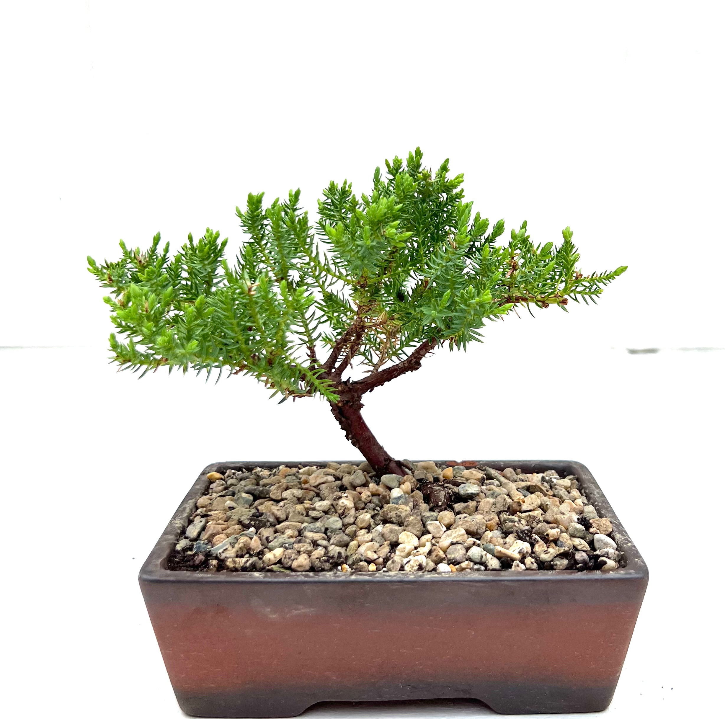 Juniper Bonsai (2020)