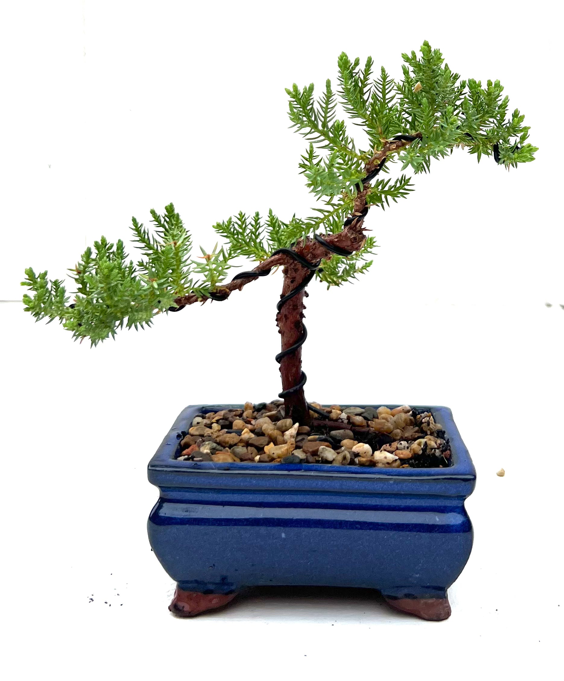 Juniper Bonsai (2020)