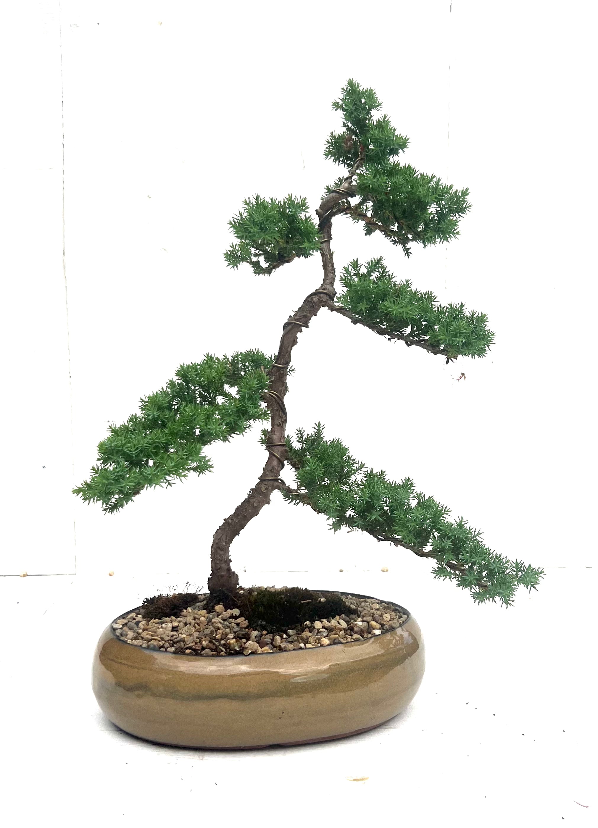 Juniper Bonsai (2014)