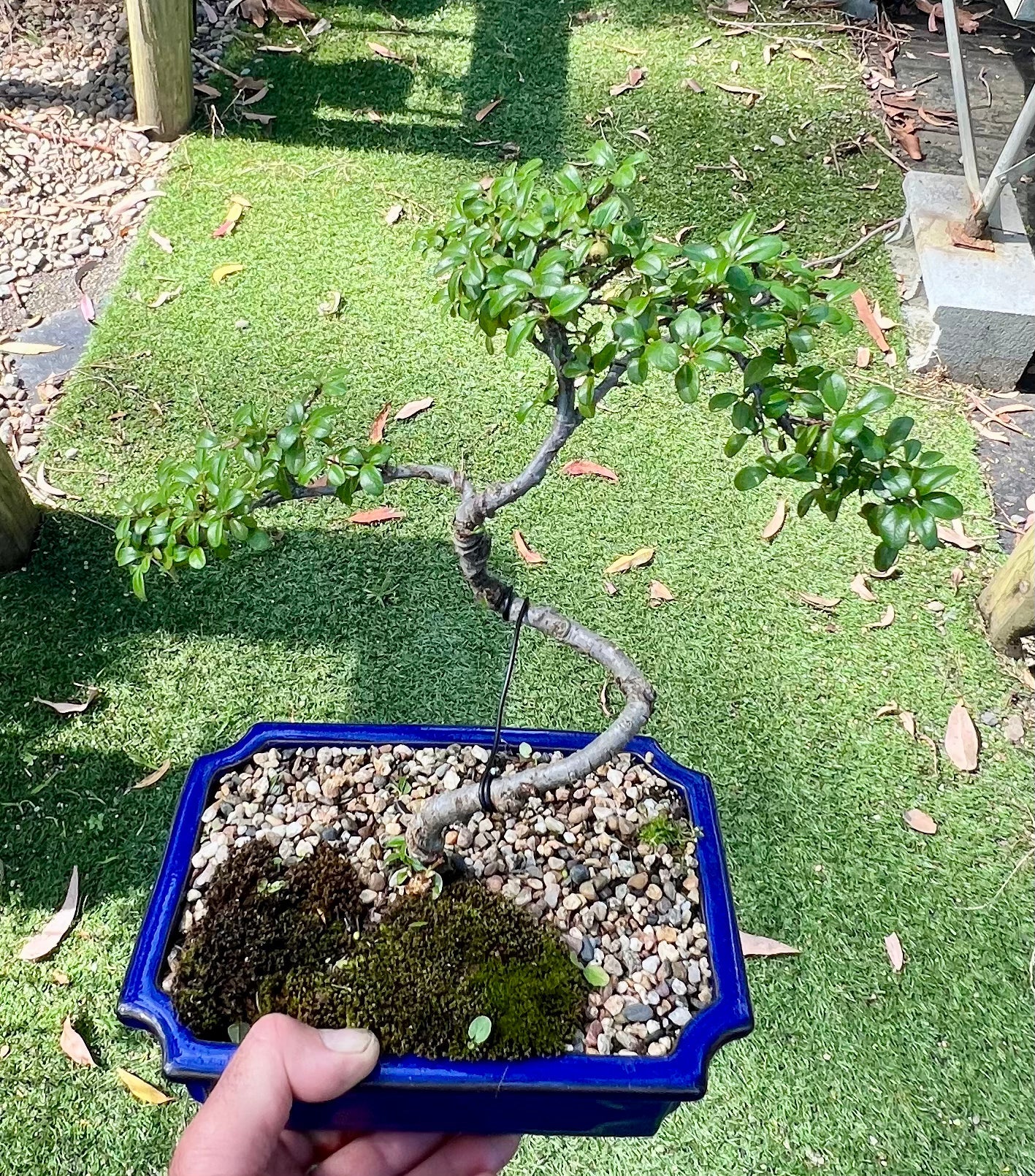 Japanese Rockspray Bonsai (2013)