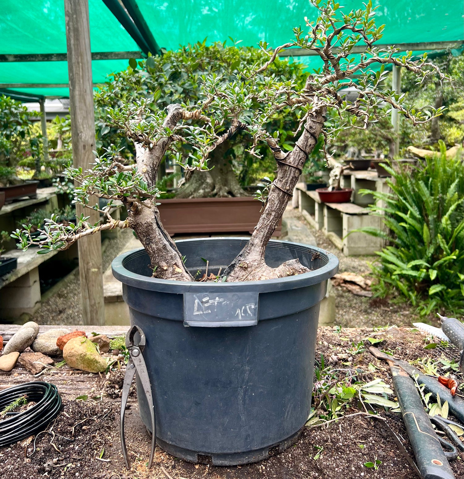Olive Bonsai (stock)