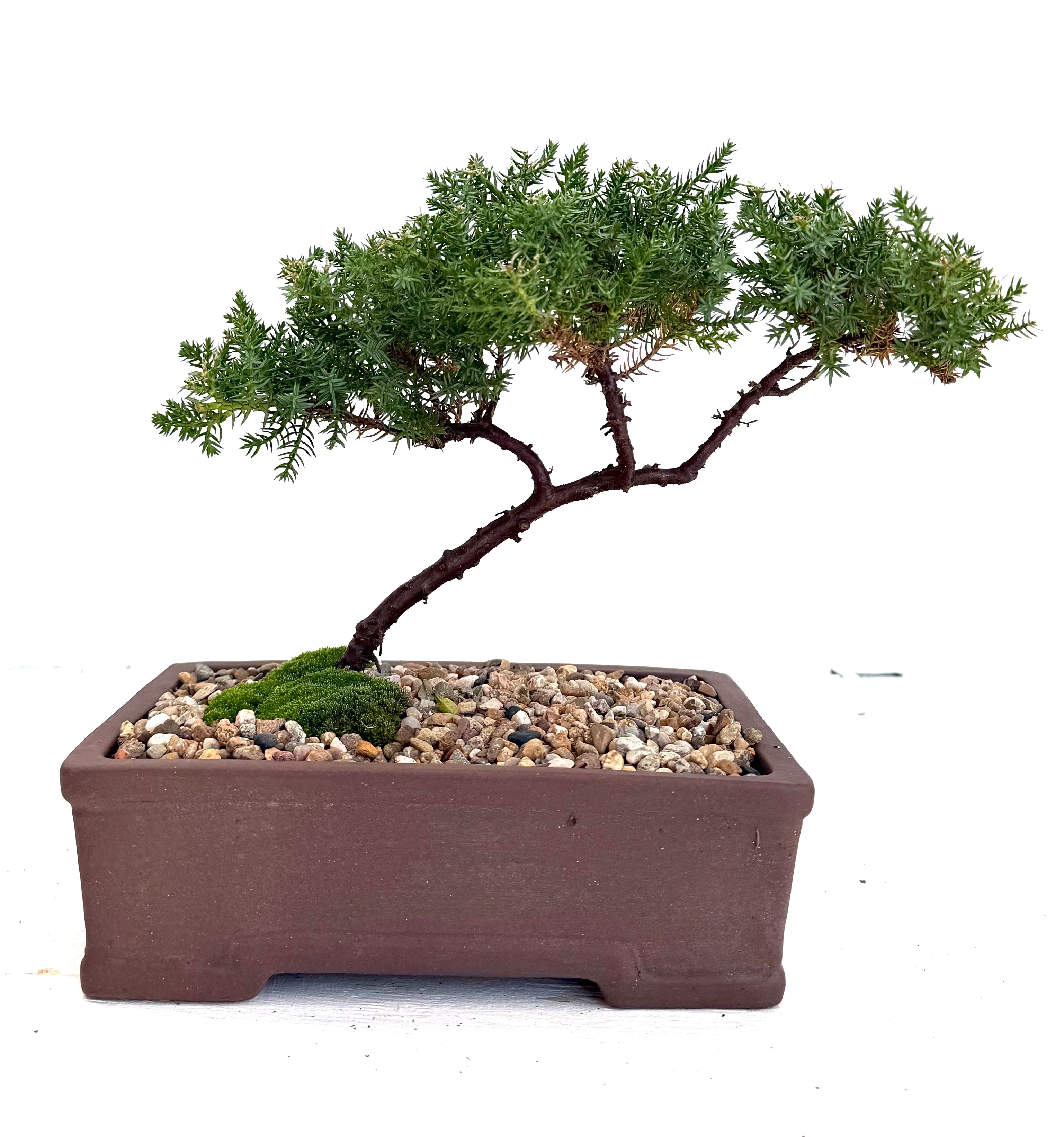 Juniper Bonsai (2018)