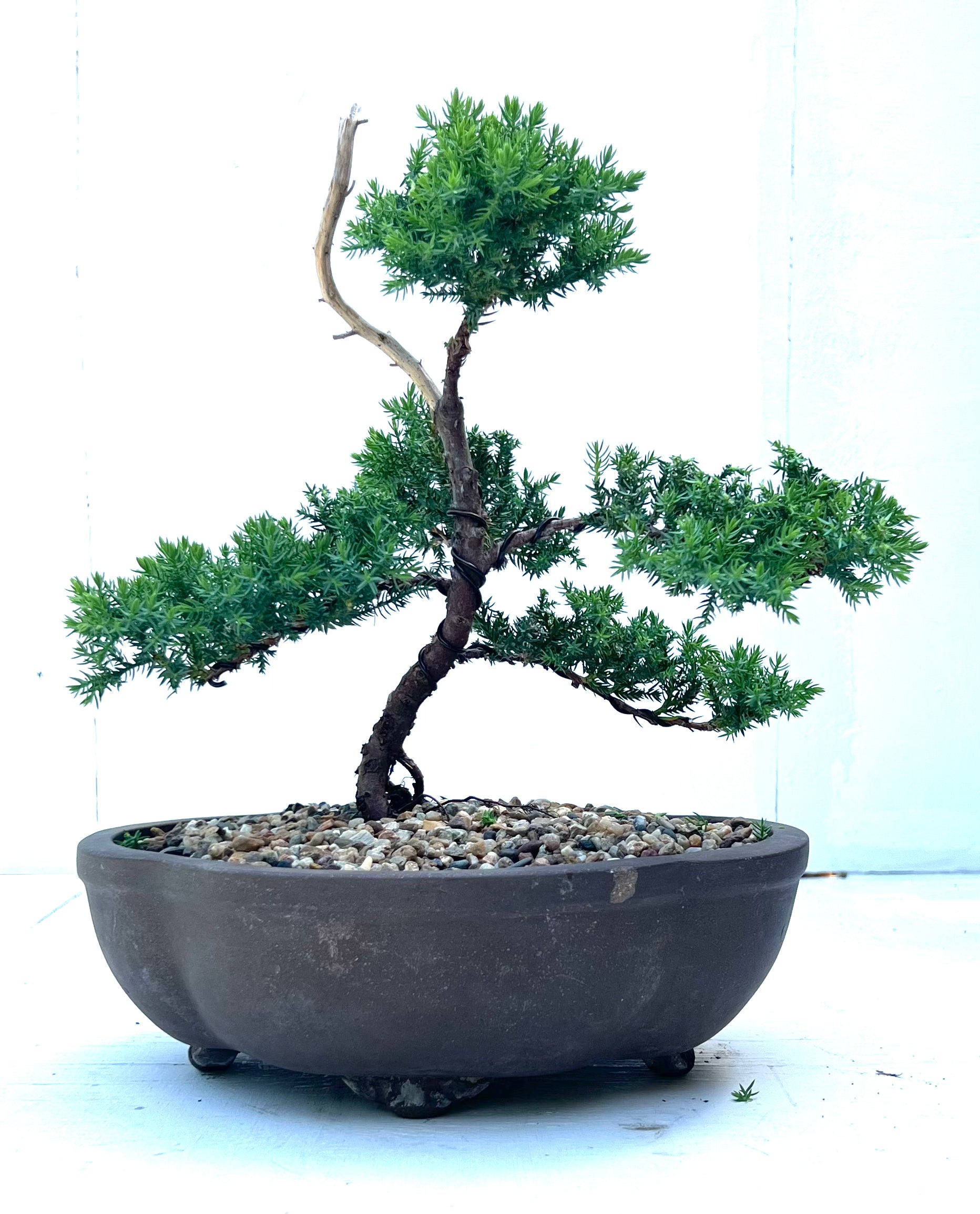 Juniper Bonsai (2015)