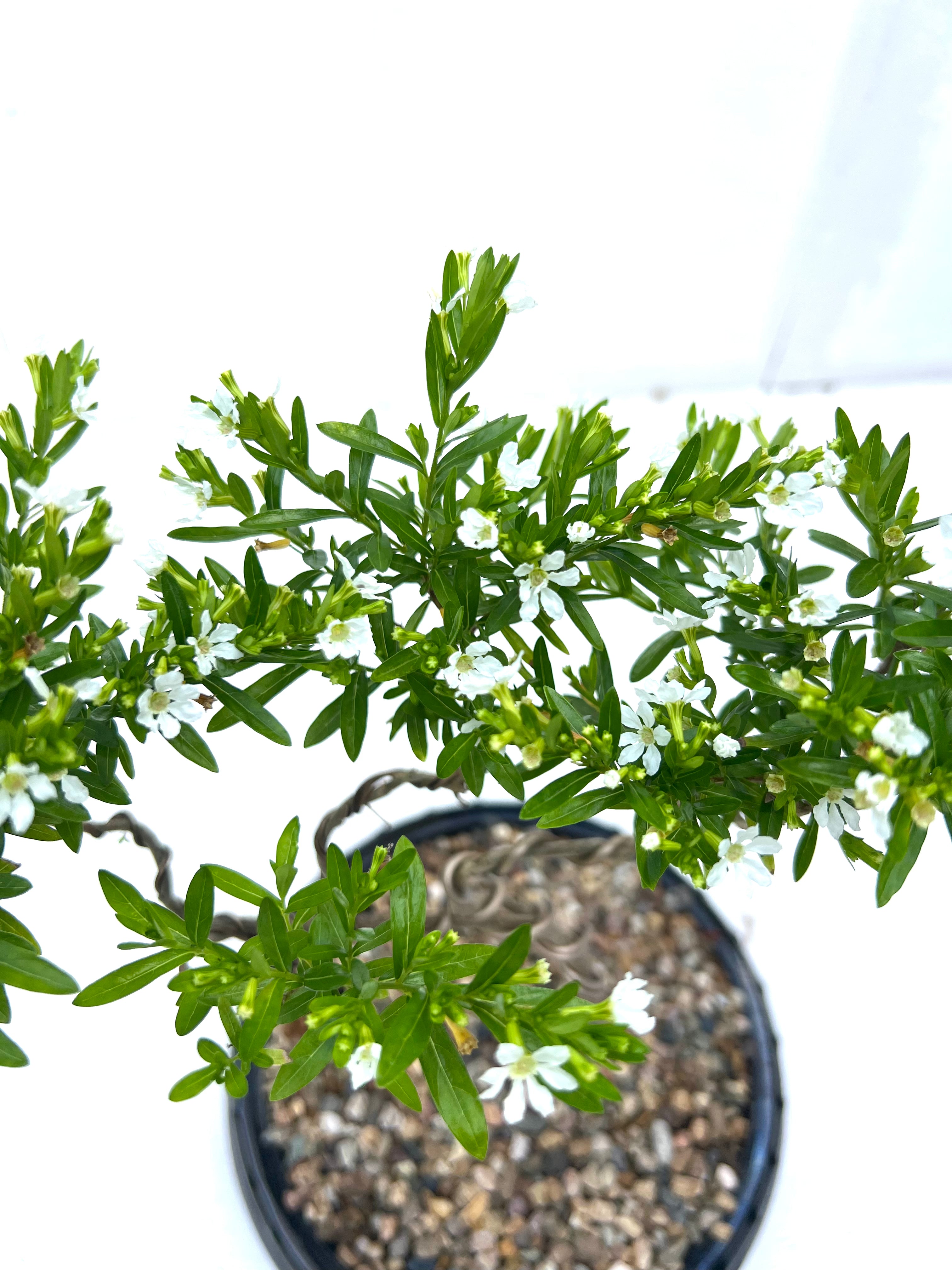 Cuphea Bonsai (2019)