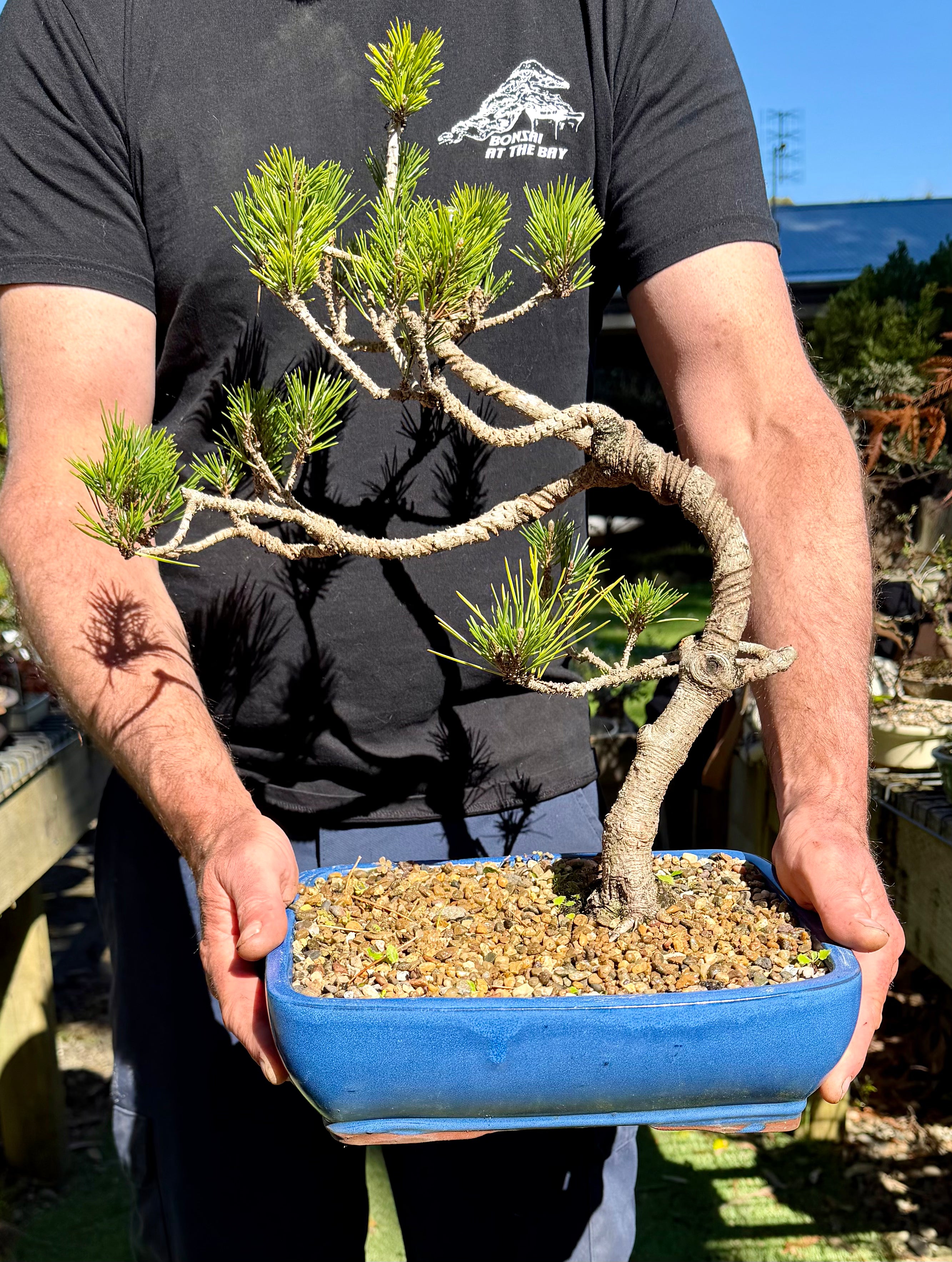 Japanese Black Pine Bonsai (2006)