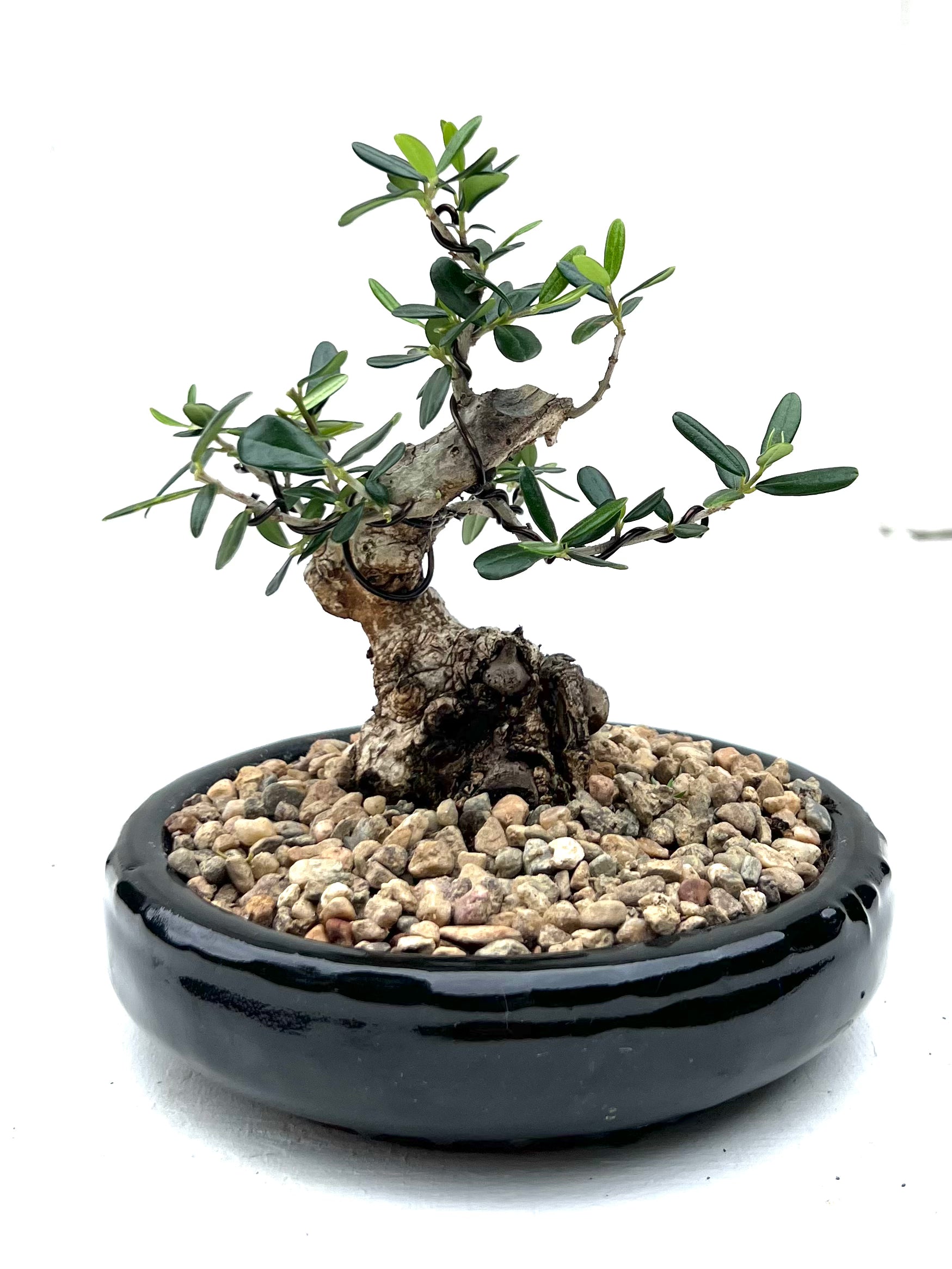 Asian Olive Bonsai (2013)