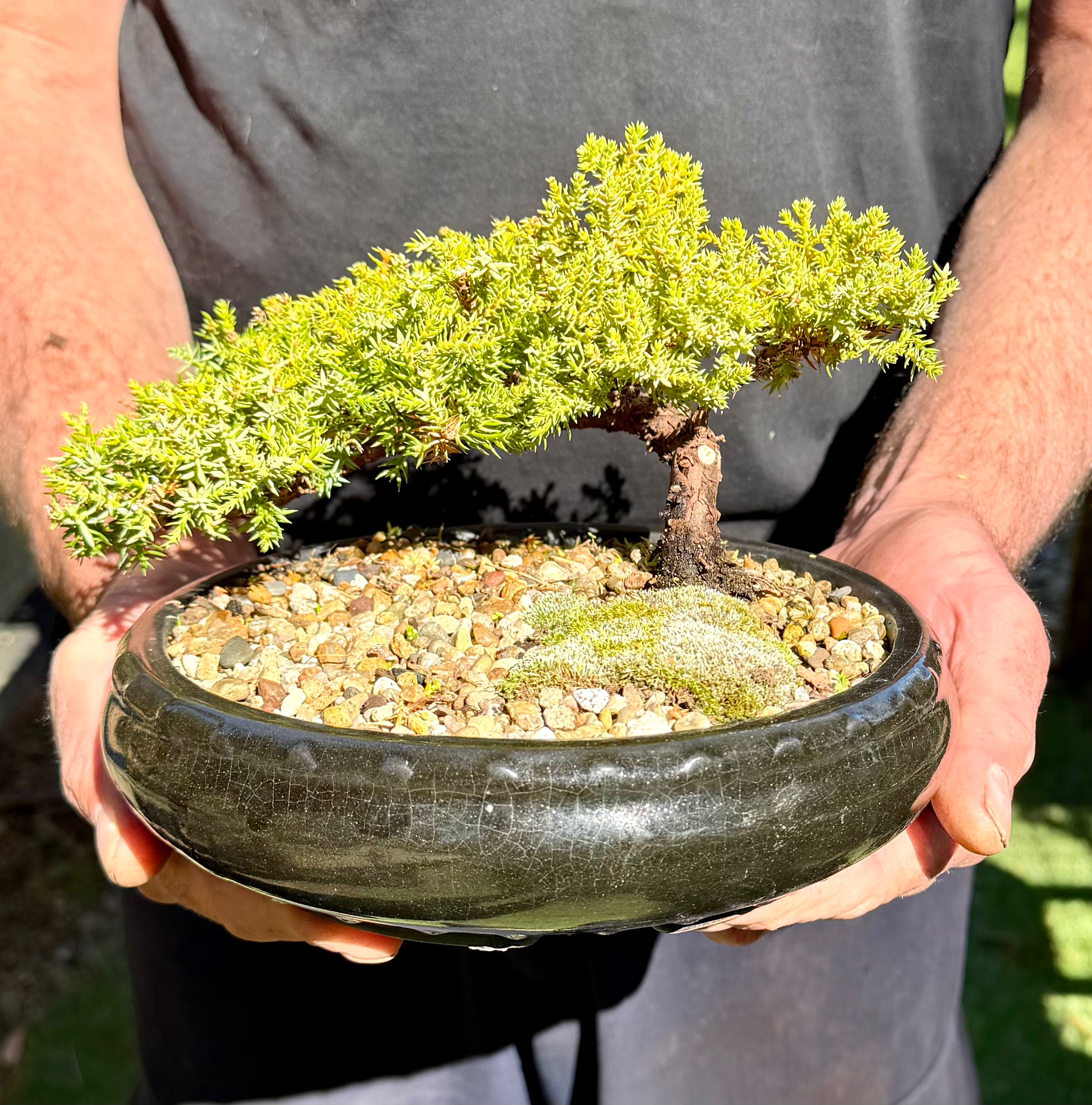 Juniper Bonsai (2013)