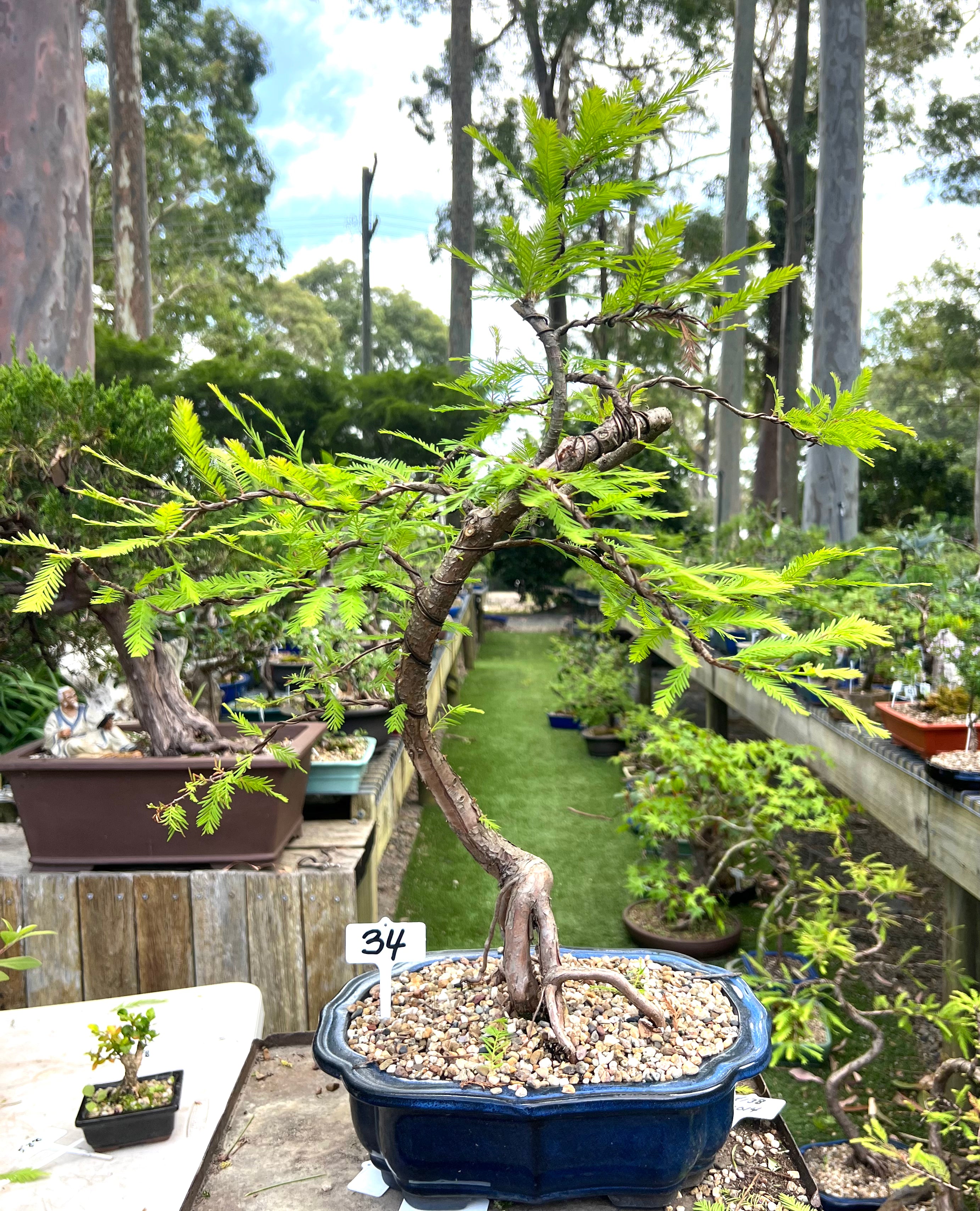 Swamp Cypress Bonsai (2002)