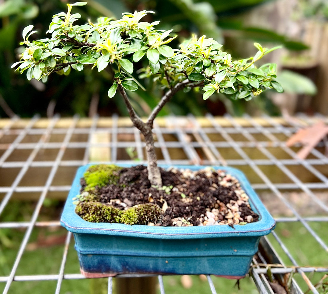 Cotoneaster Bonsai (2016)