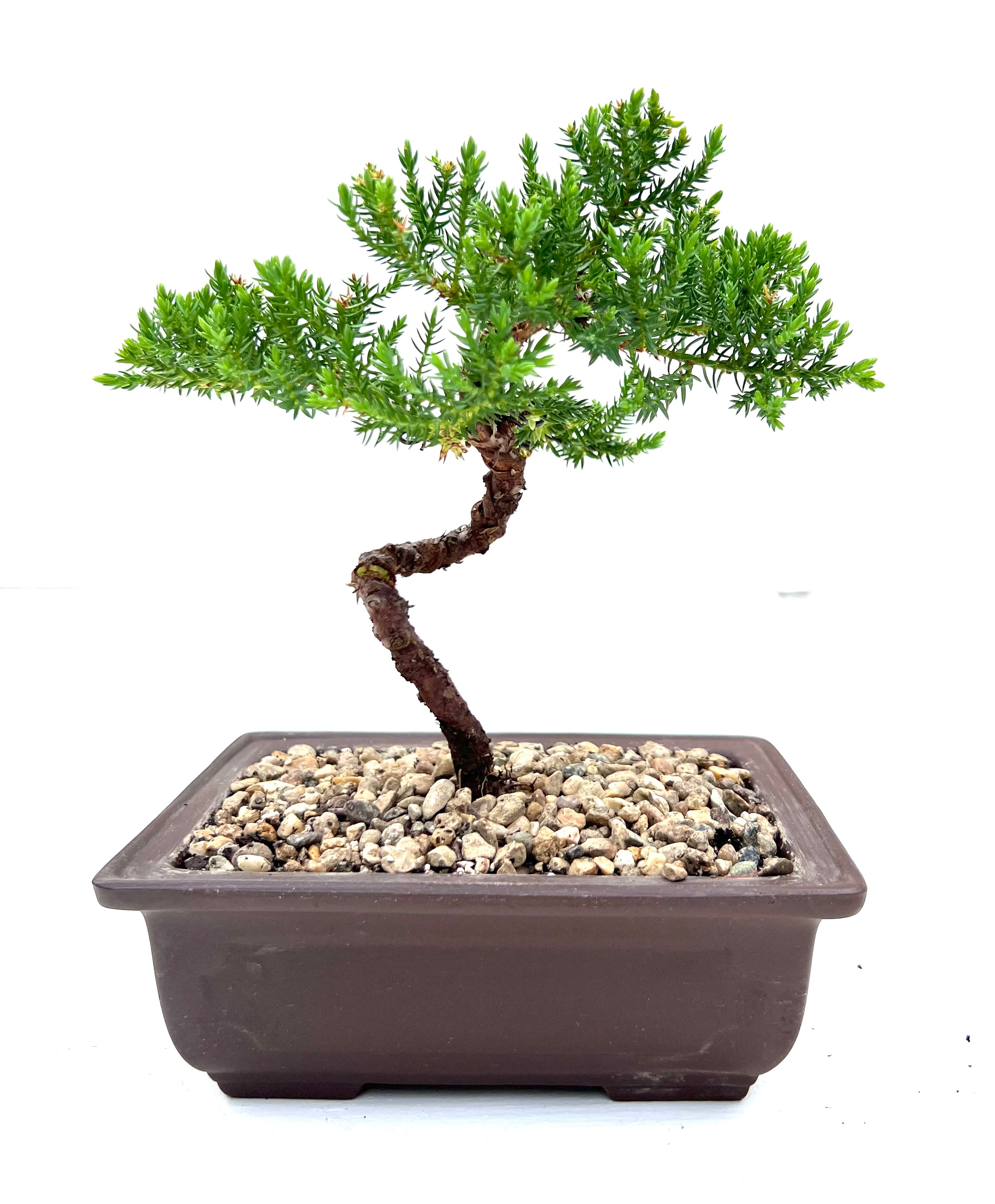 Juniper Bonsai (2019)