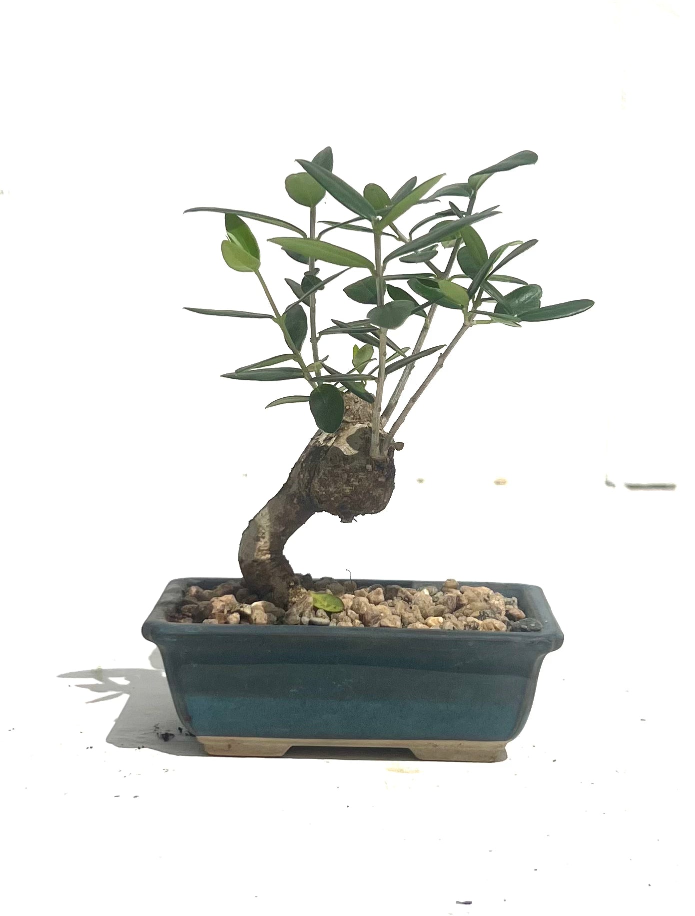 Asian Olive Bonsai (2017)