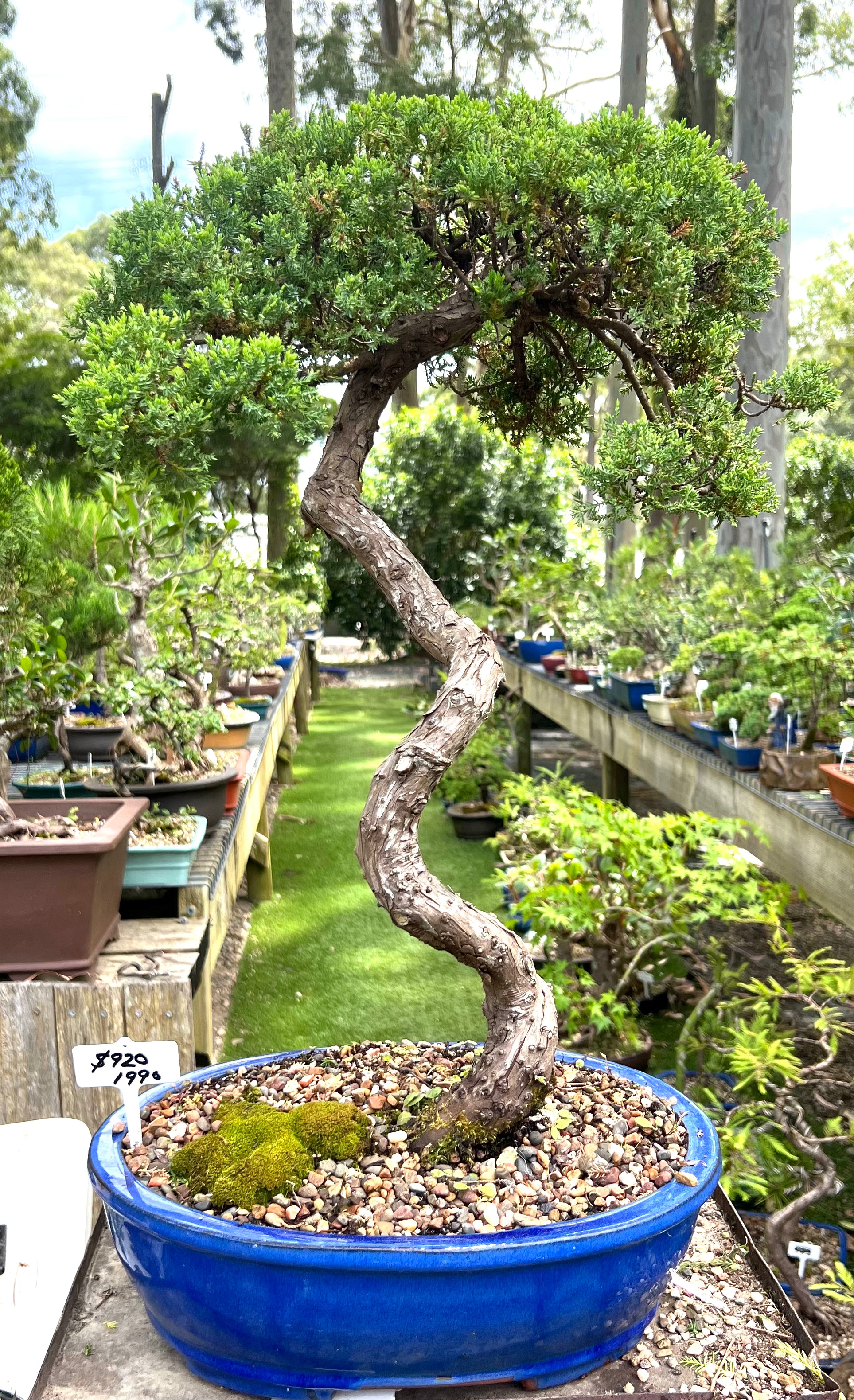 Juniper Bonsai (1990)