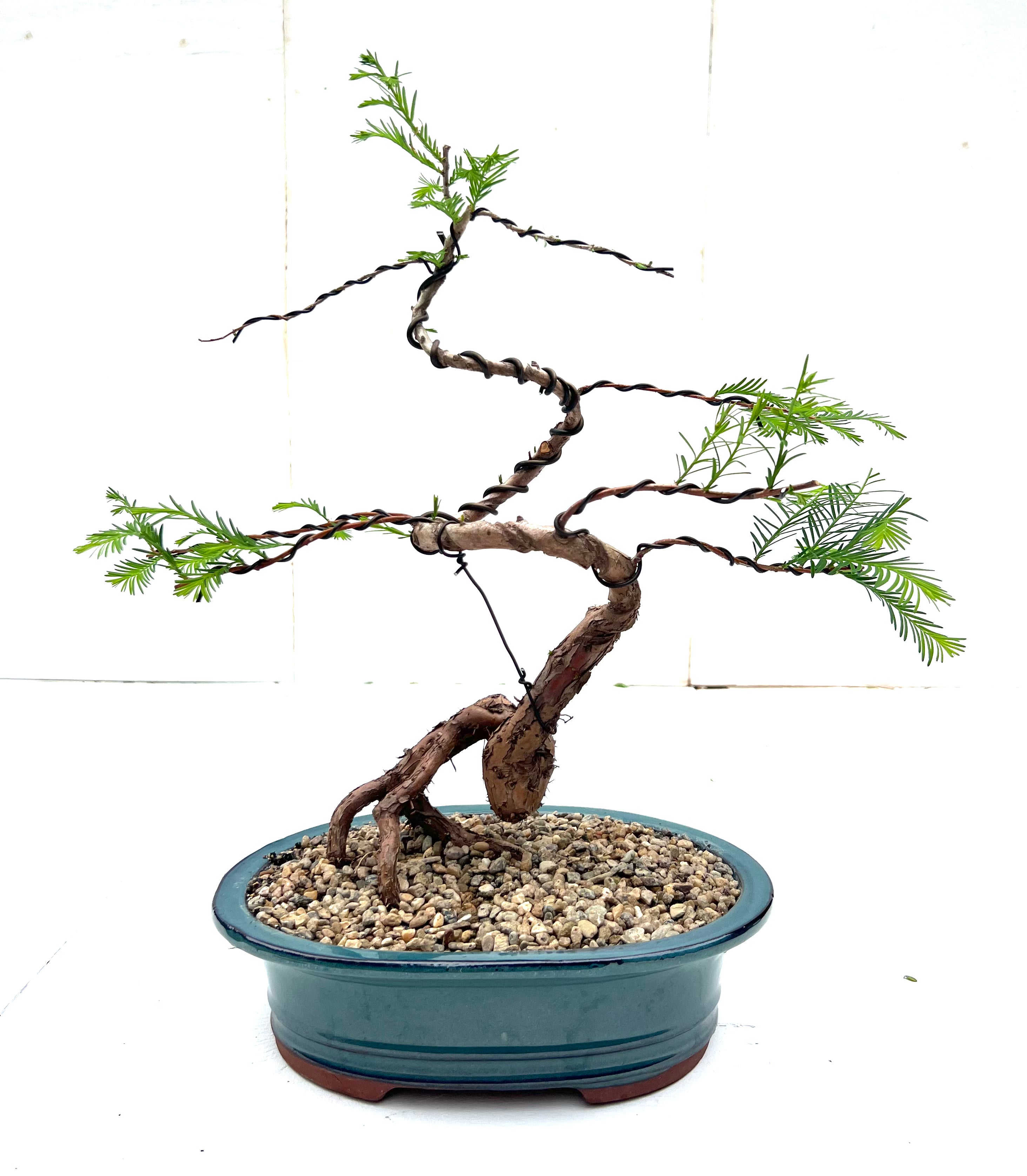 Swamp Cypress Bonsai (2013)