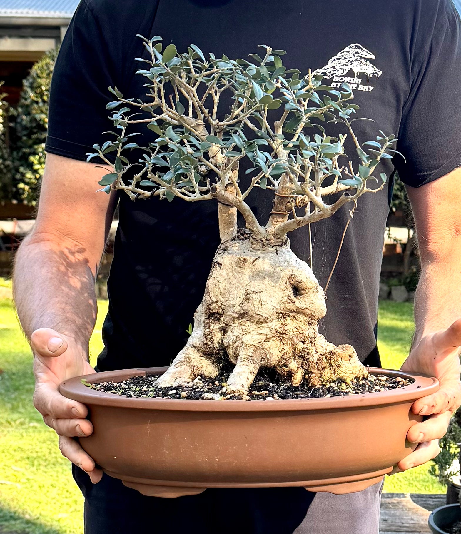 Olive Bonsai (1990)