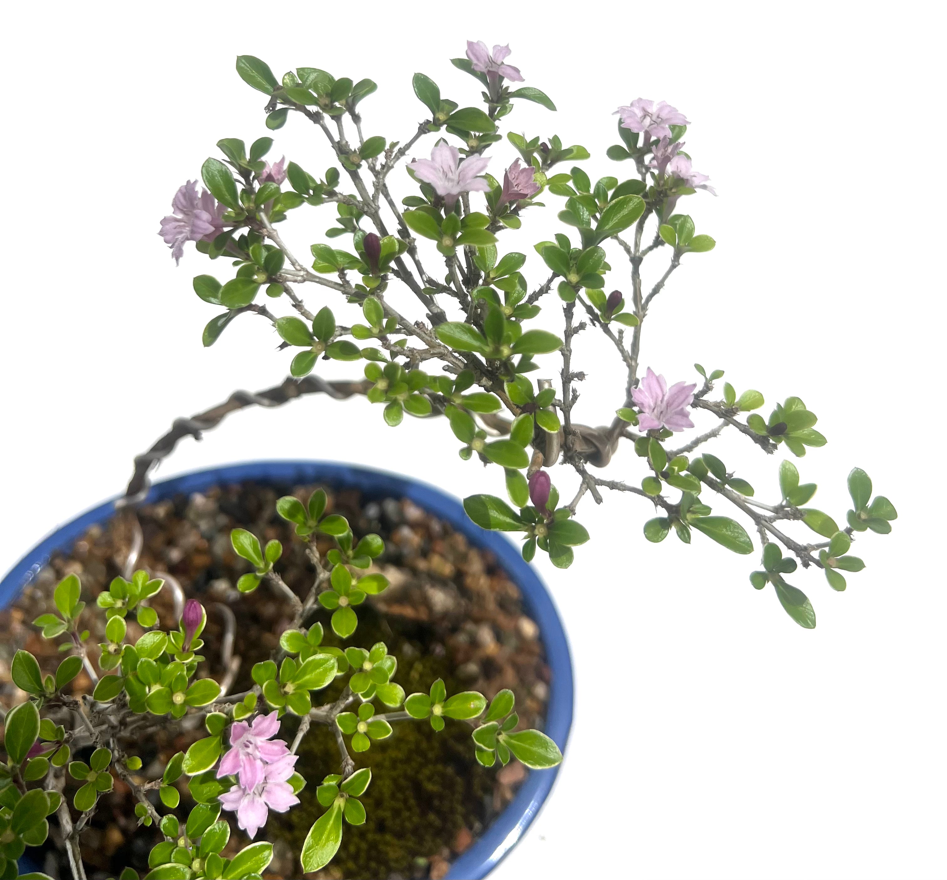 Snow Rose (Serissa) Bonsai (2019)