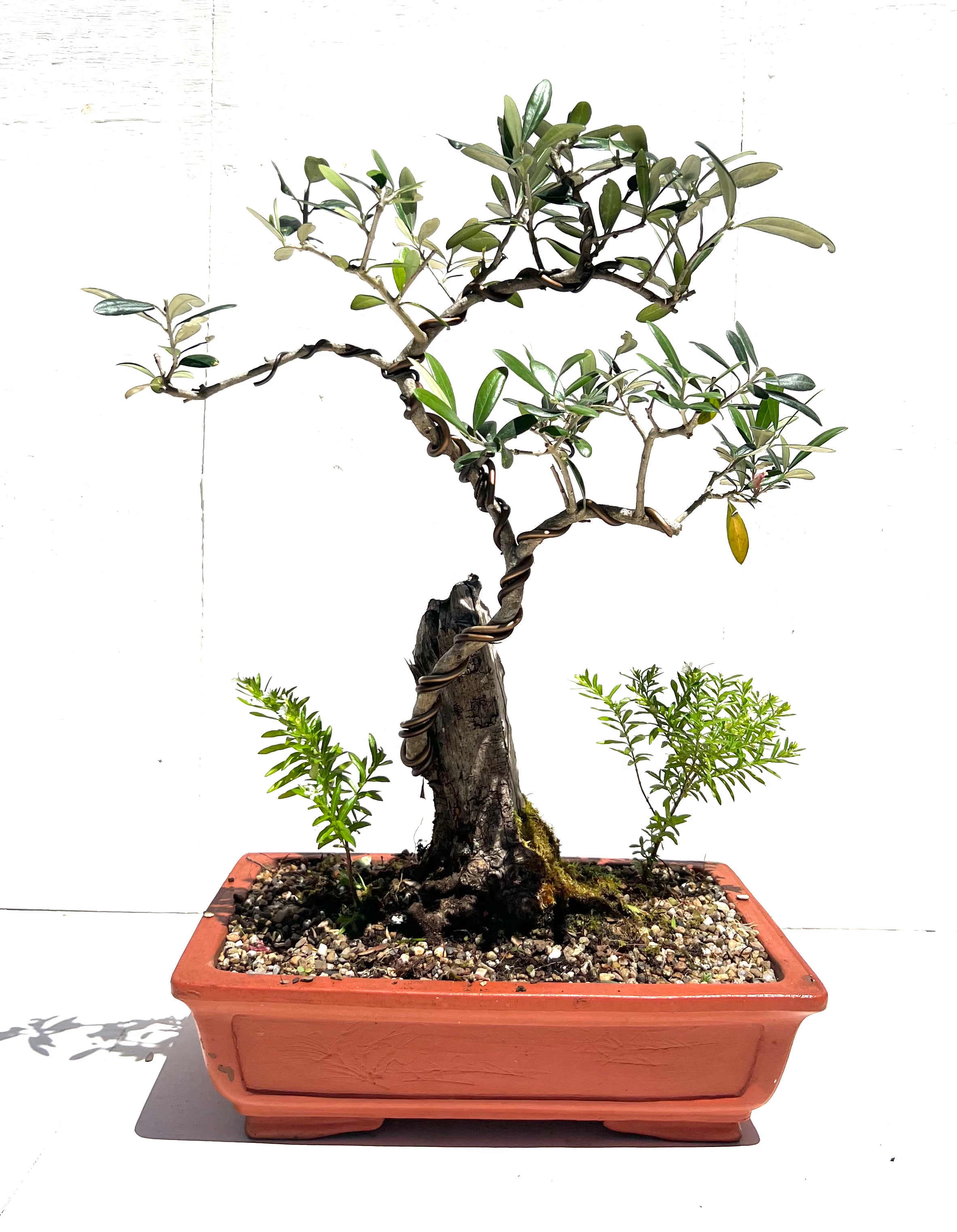 Olive Kalamata Bonsai (1993)