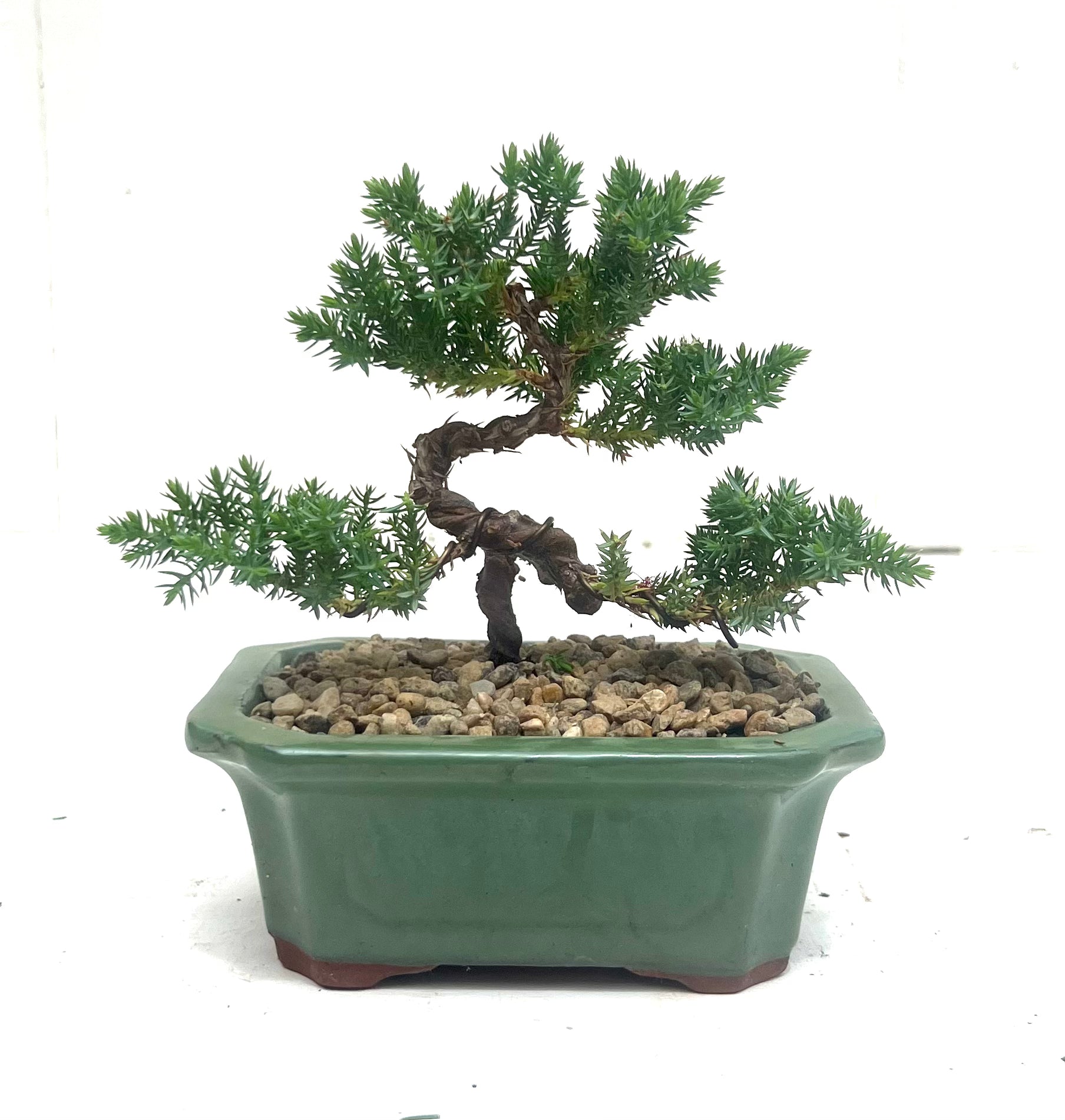 Juniper Bonsai (2018)