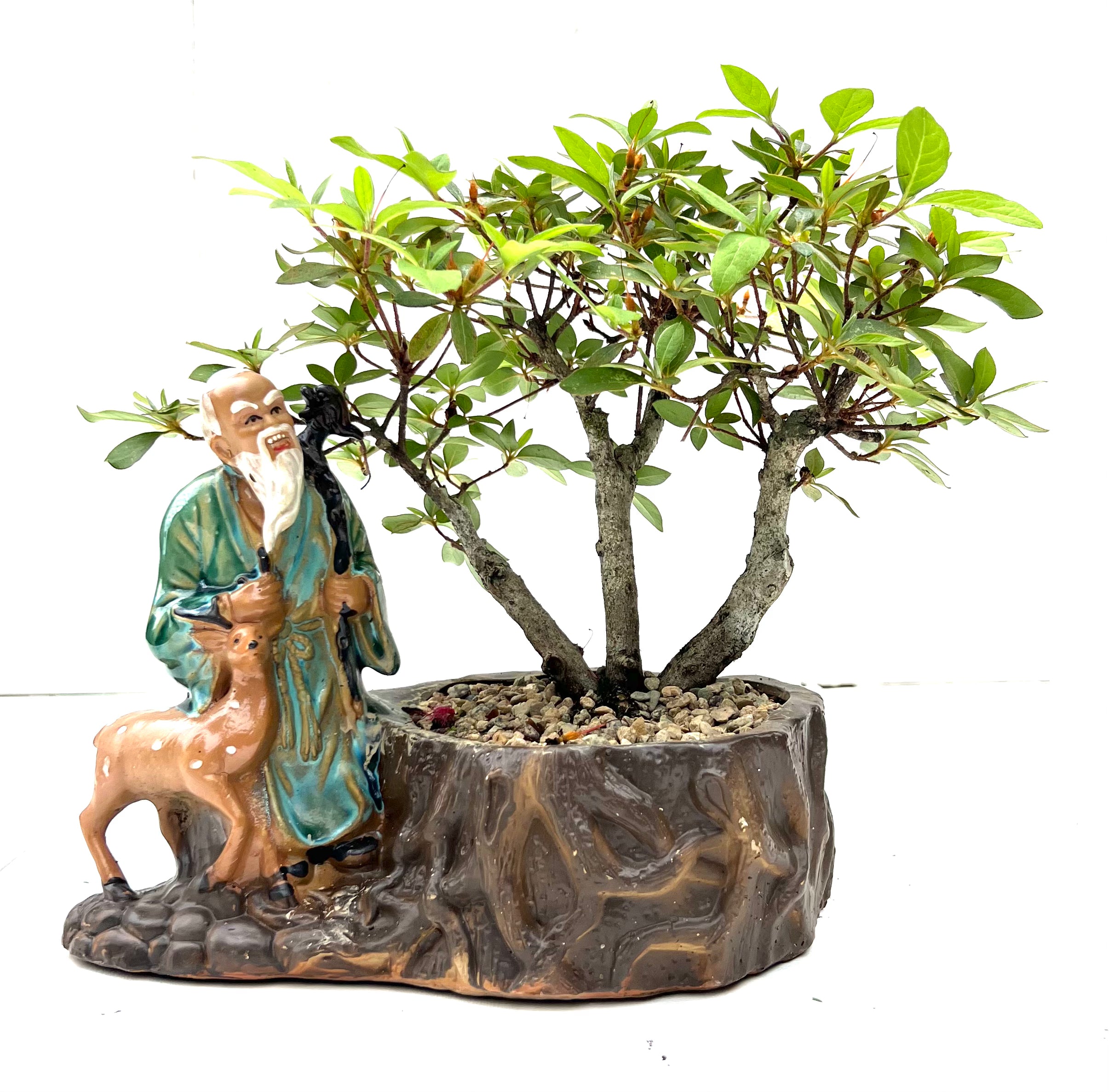 Azalea Bonsai (2005) – Bonsai at The Bay
