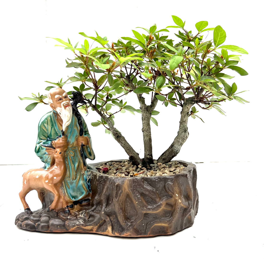 Azalea Bonsai (2005)