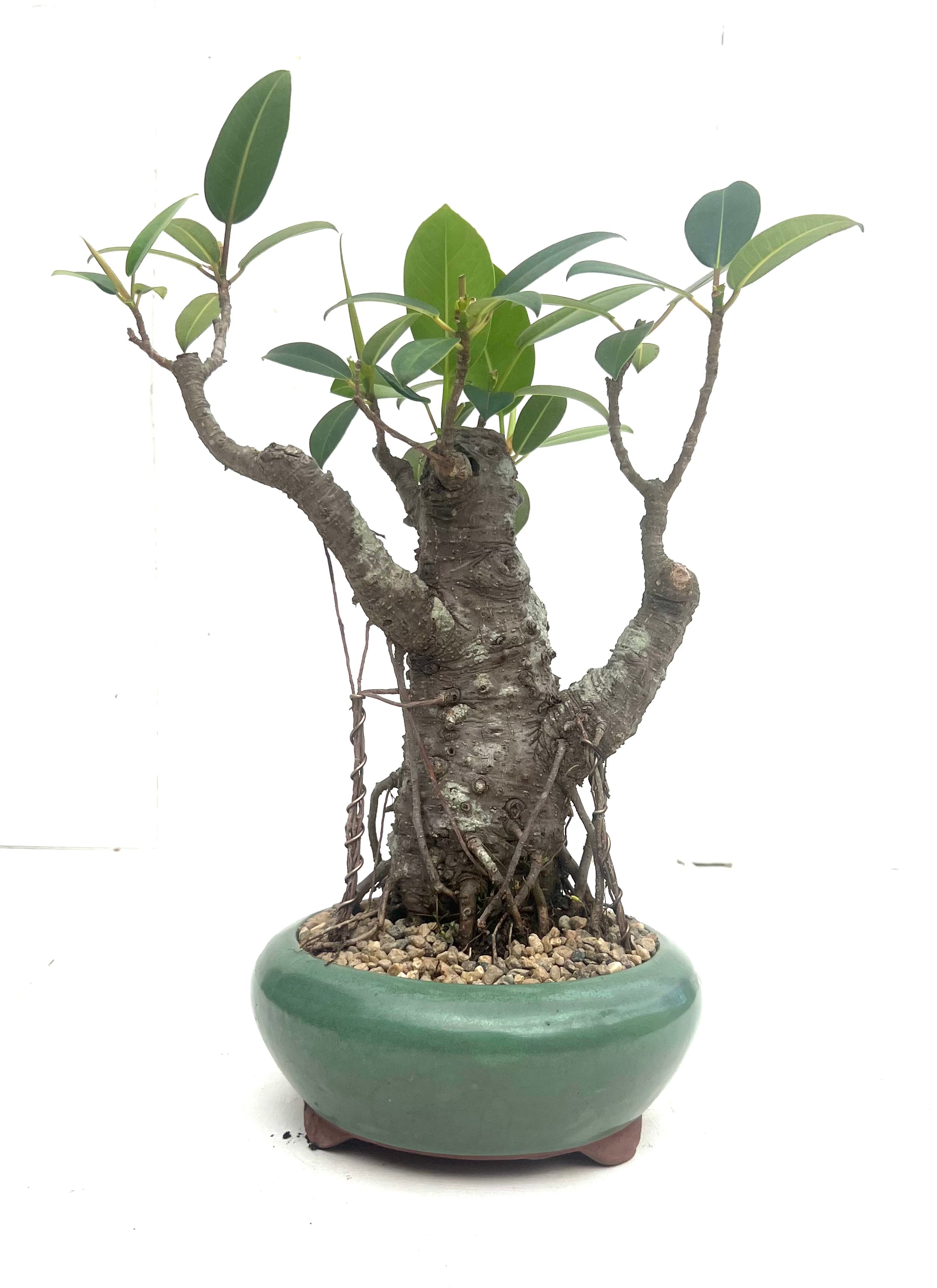 Port Jackson Fig Bonsai (1975)