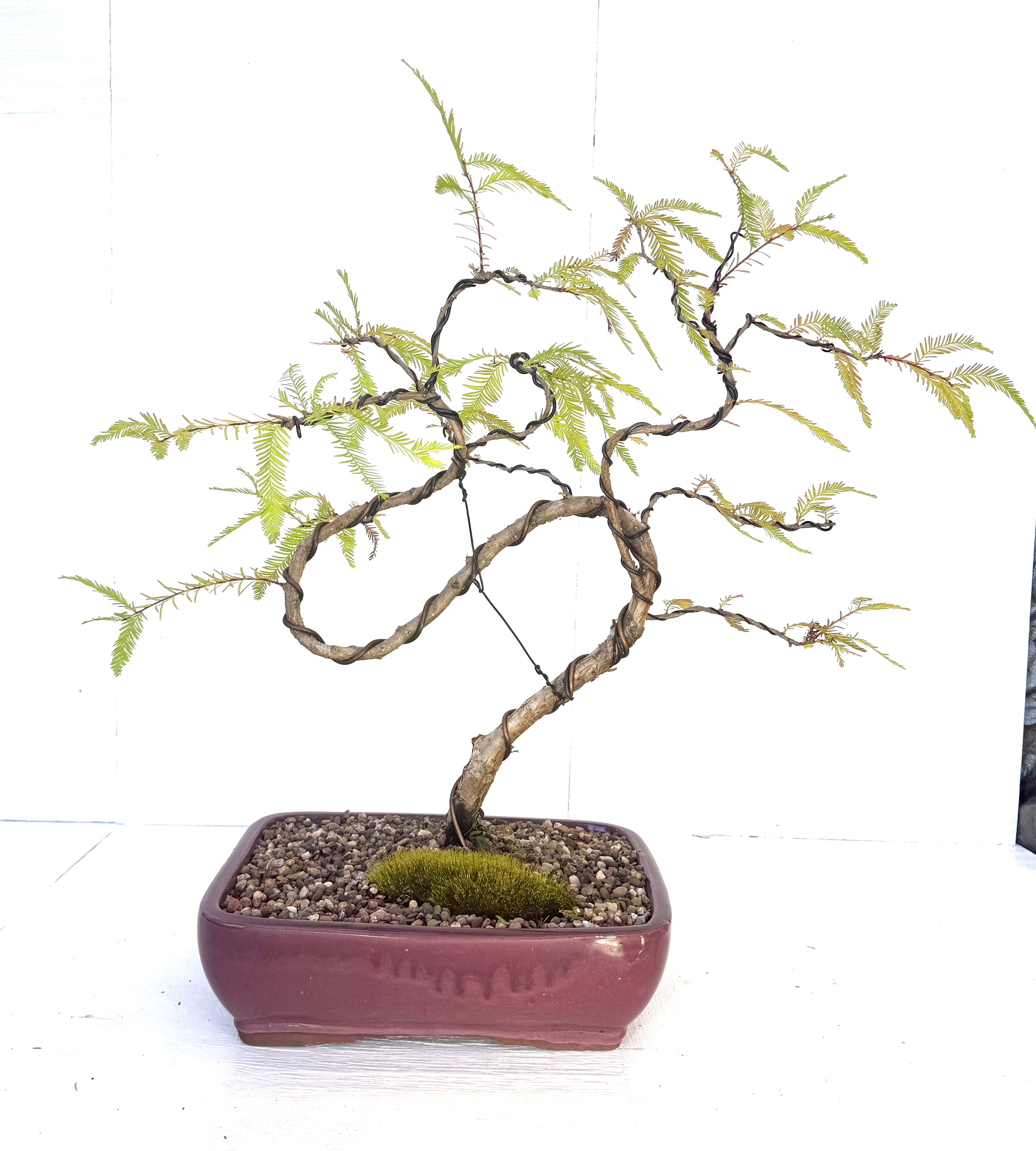 Swamp Cypress Bonsai (2003)