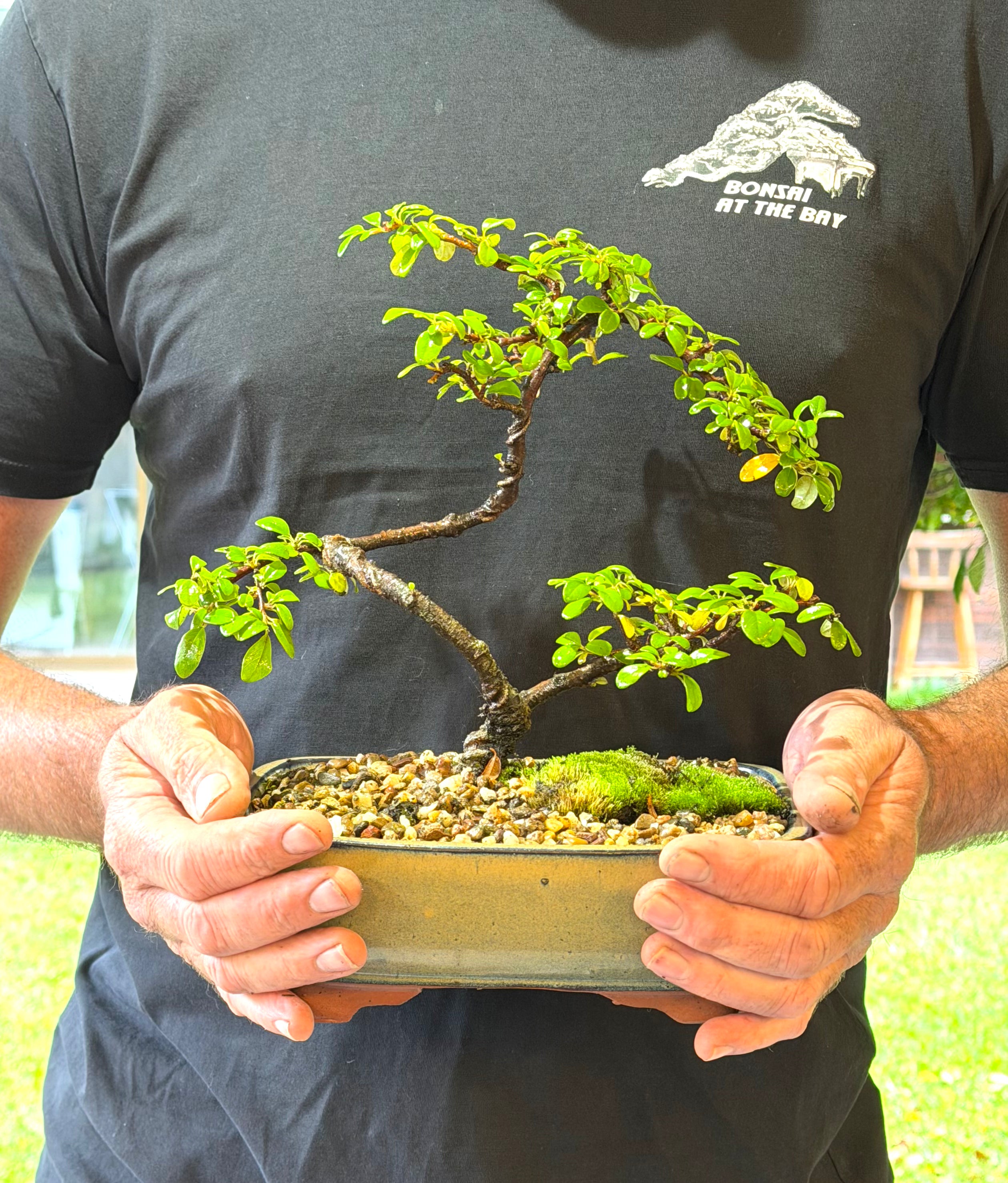 Japanese Rockspray Bonsai (2014)