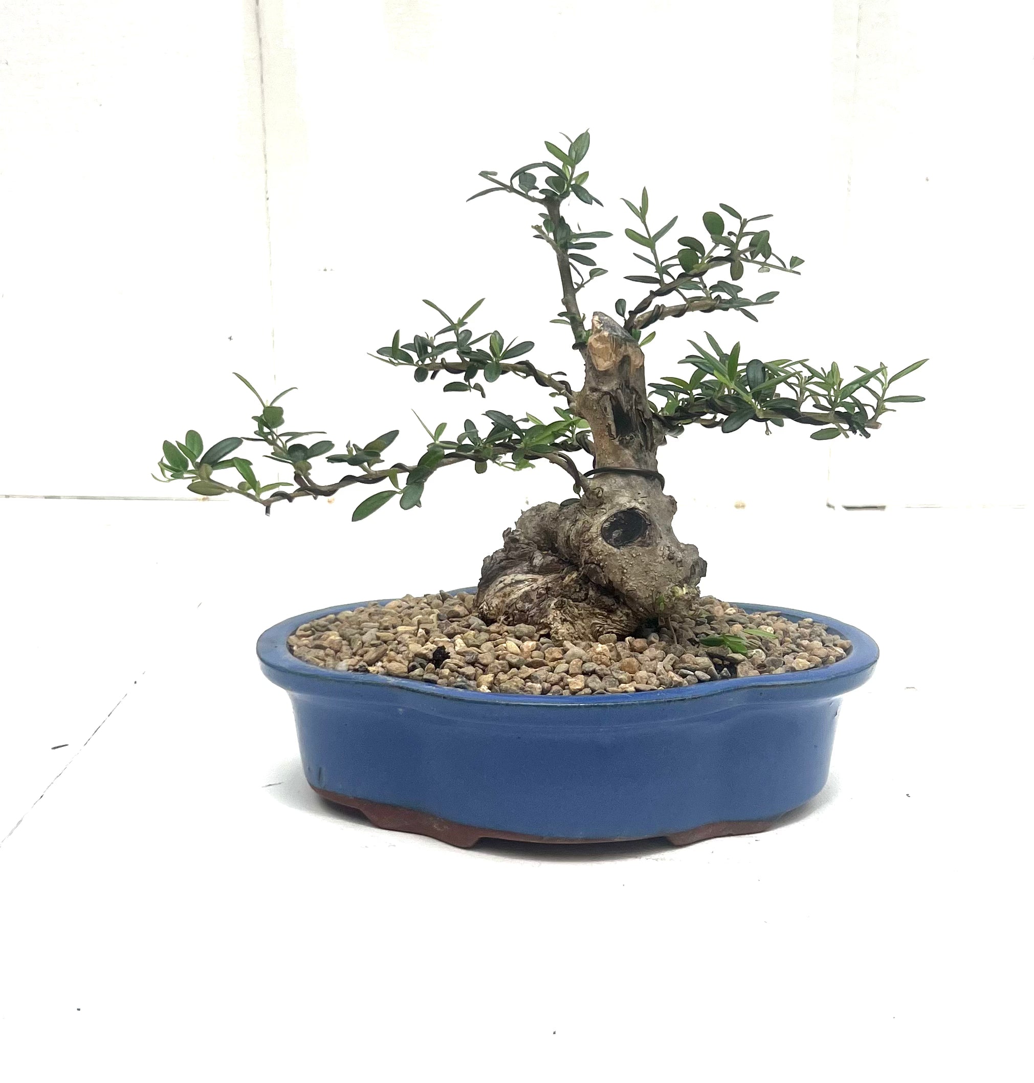 Asian Olive Bonsai (2004)