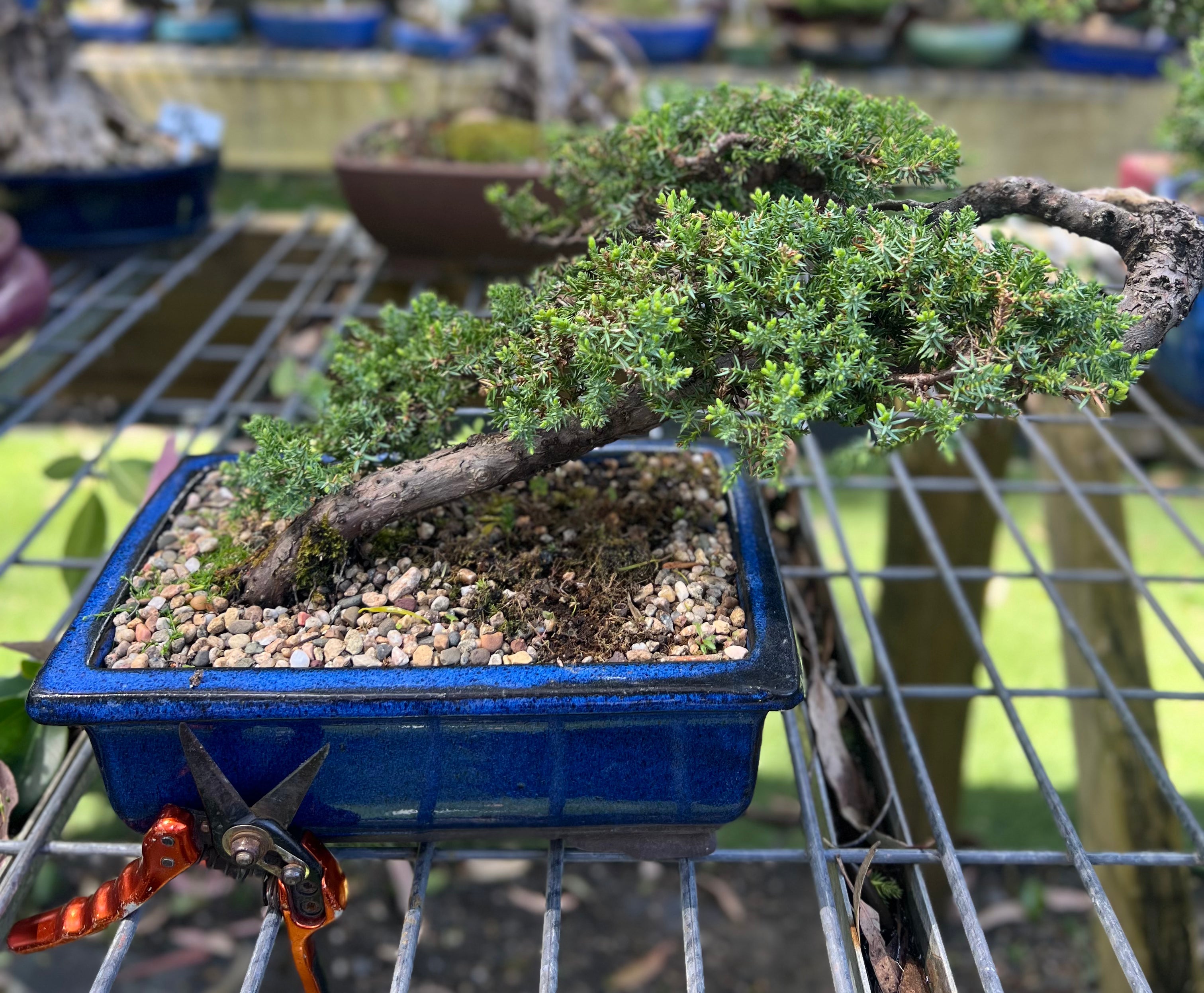 Juniper Bonsai (2008)