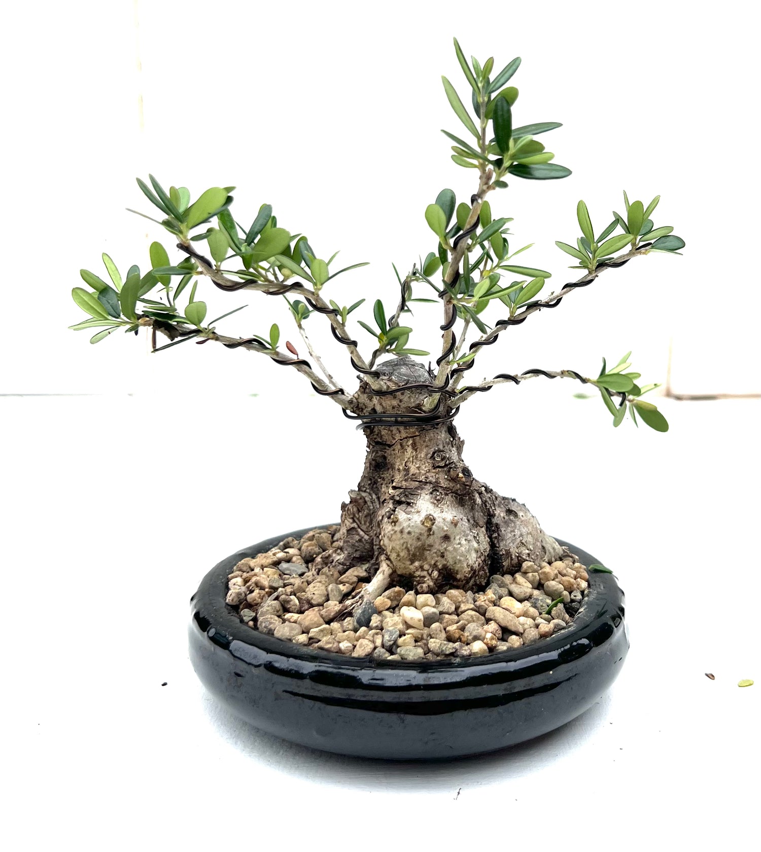 Asian Olive Bonsai (2014)